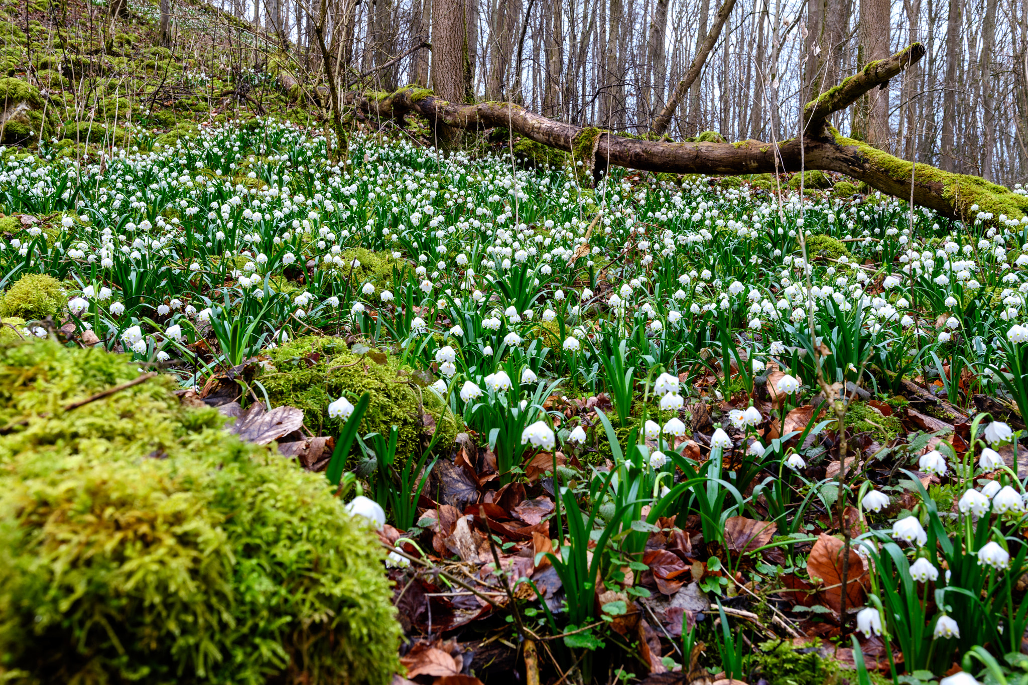 Nikon D500 + Sigma 18-35mm F1.8 DC HSM Art sample photo. Märzenbecher im eselsburger tal photography