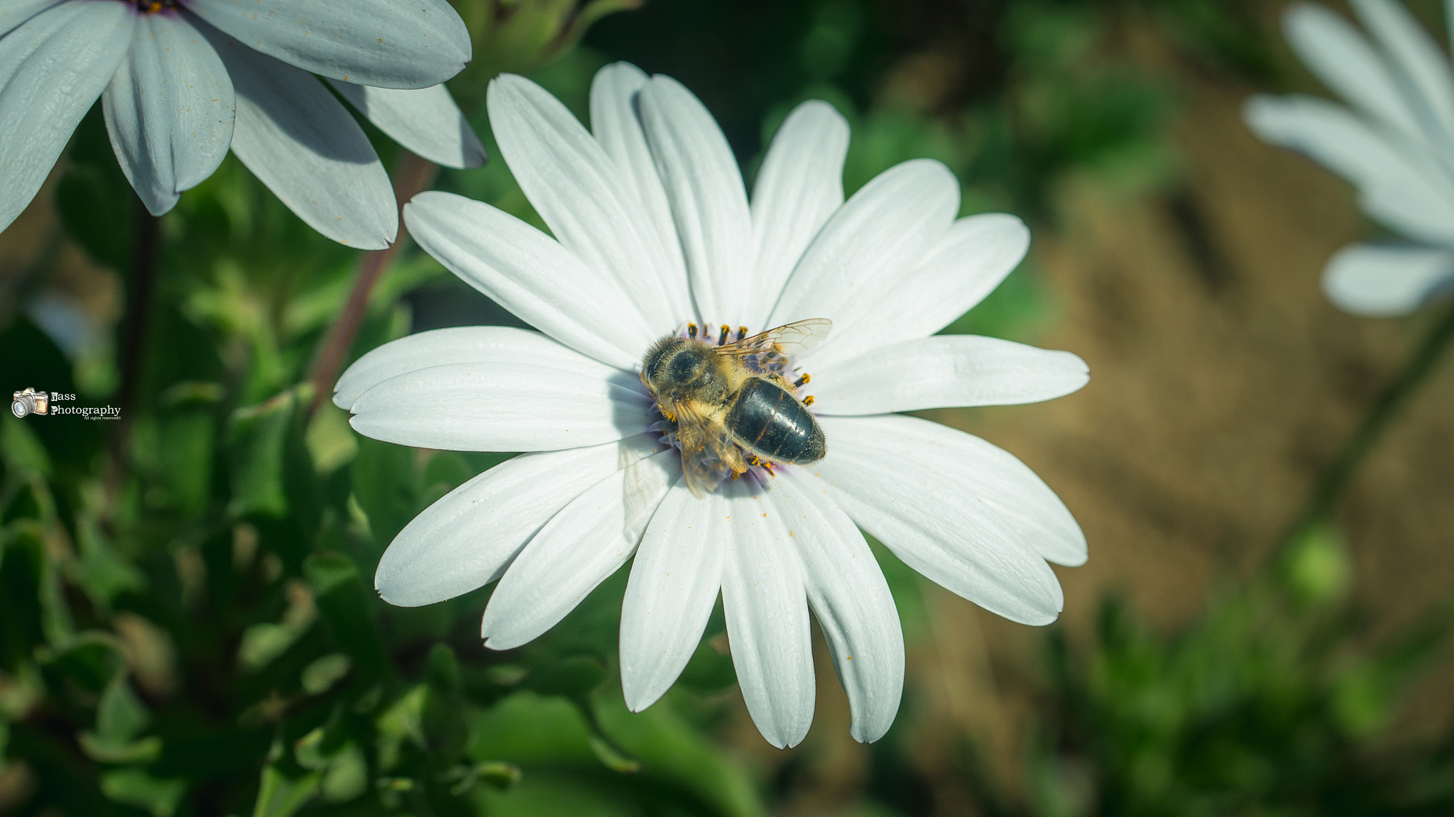 Sony SLT-A55 (SLT-A55V) + Sony DT 30mm F2.8 Macro SAM sample photo. The honey bee :) photography