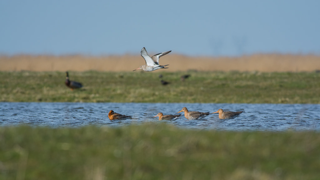 Nikon D7100 sample photo. Black- tailed godwits photography