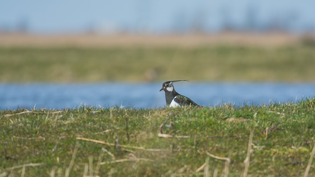 Nikon D7100 + Nikon AF-S Nikkor 300mm F4D ED-IF sample photo. Lonely lapwing photography