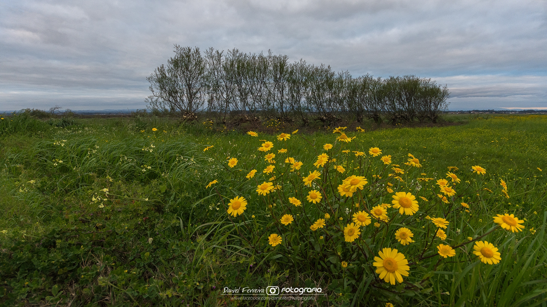 Sigma 10-20mm F4-5.6 EX DC HSM sample photo. Primavera photography