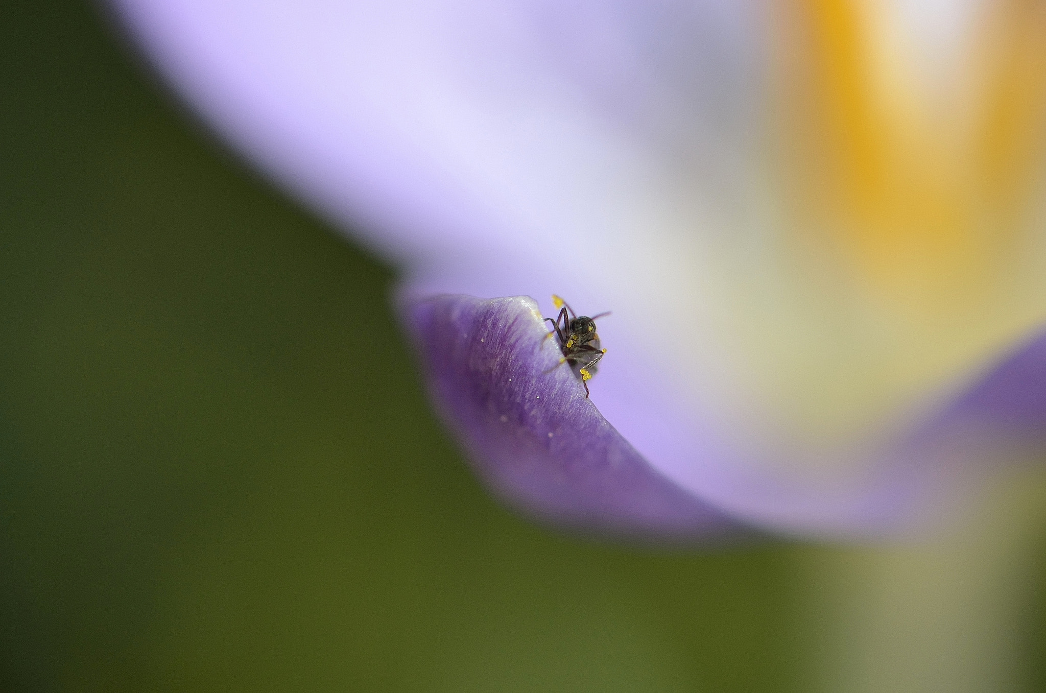 Nikon D5100 sample photo. La petite au pollen photography
