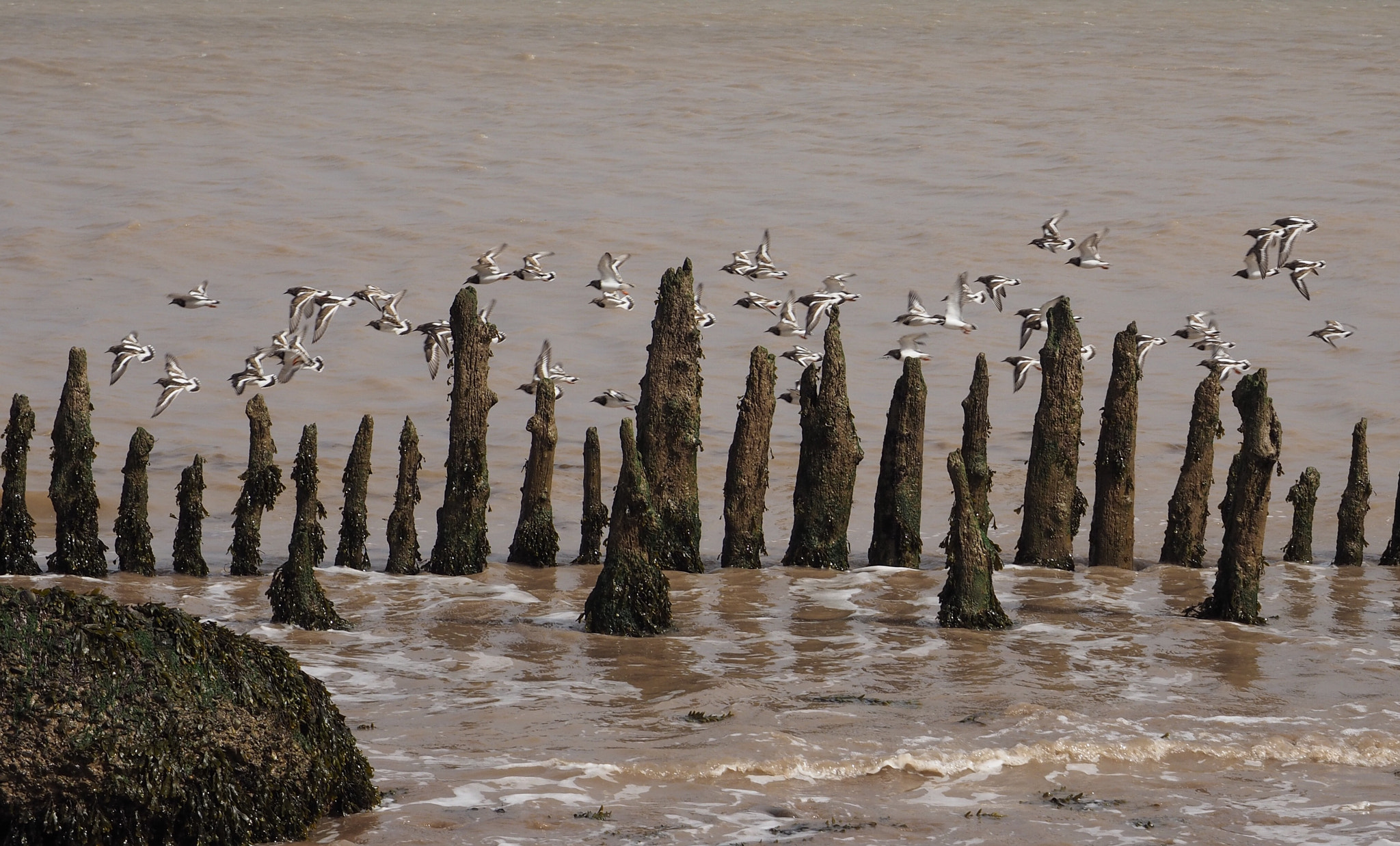 Olympus OM-D E-M1 sample photo. Seabirds on the wing photography
