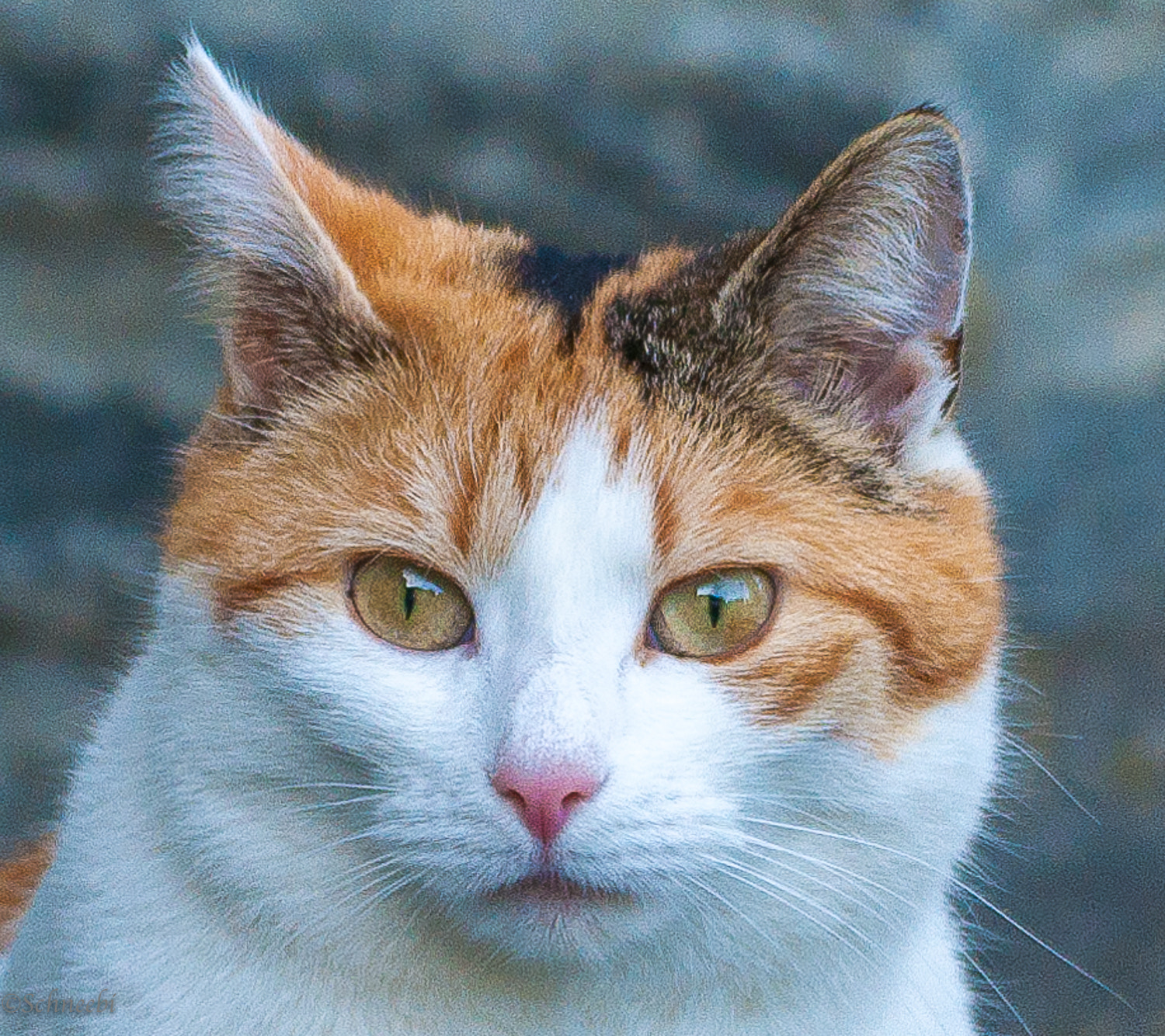 Nikon AF-S Nikkor 200-500mm F5.6E ED VR sample photo. Simba photography