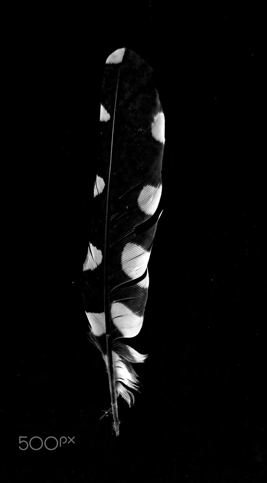 Ricoh PENTAX XG-1 sample photo. Doted feather photography