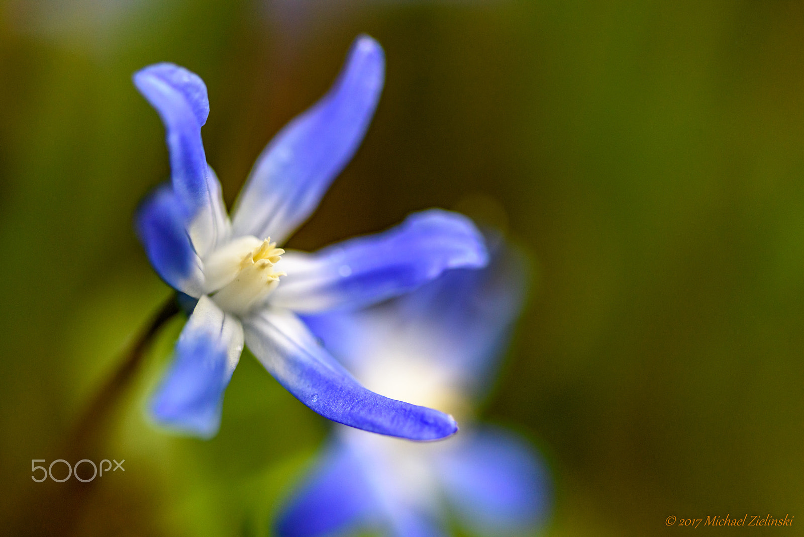 Nikon AF Micro-Nikkor 200mm F4D ED-IF sample photo. Blaustern photography