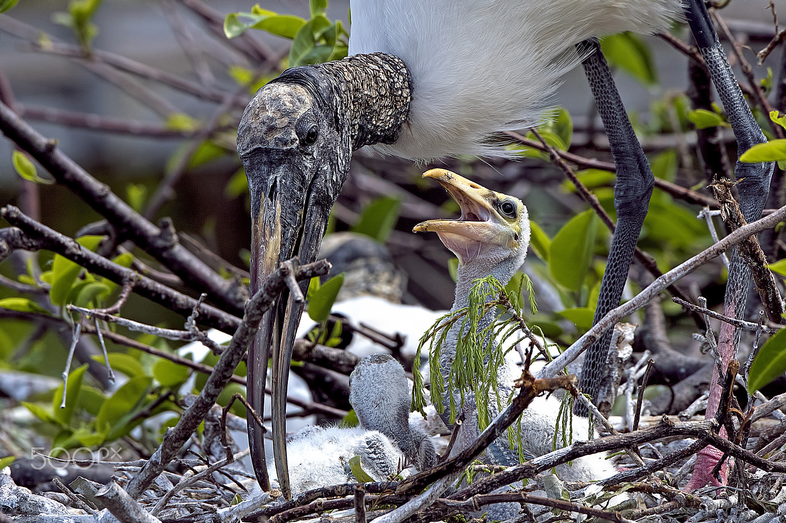 Nikon D810 sample photo. Baby storks with mom photography