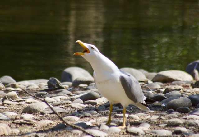 Canon EOS 70D + Sigma 70-300mm F4-5.6 APO DG Macro sample photo