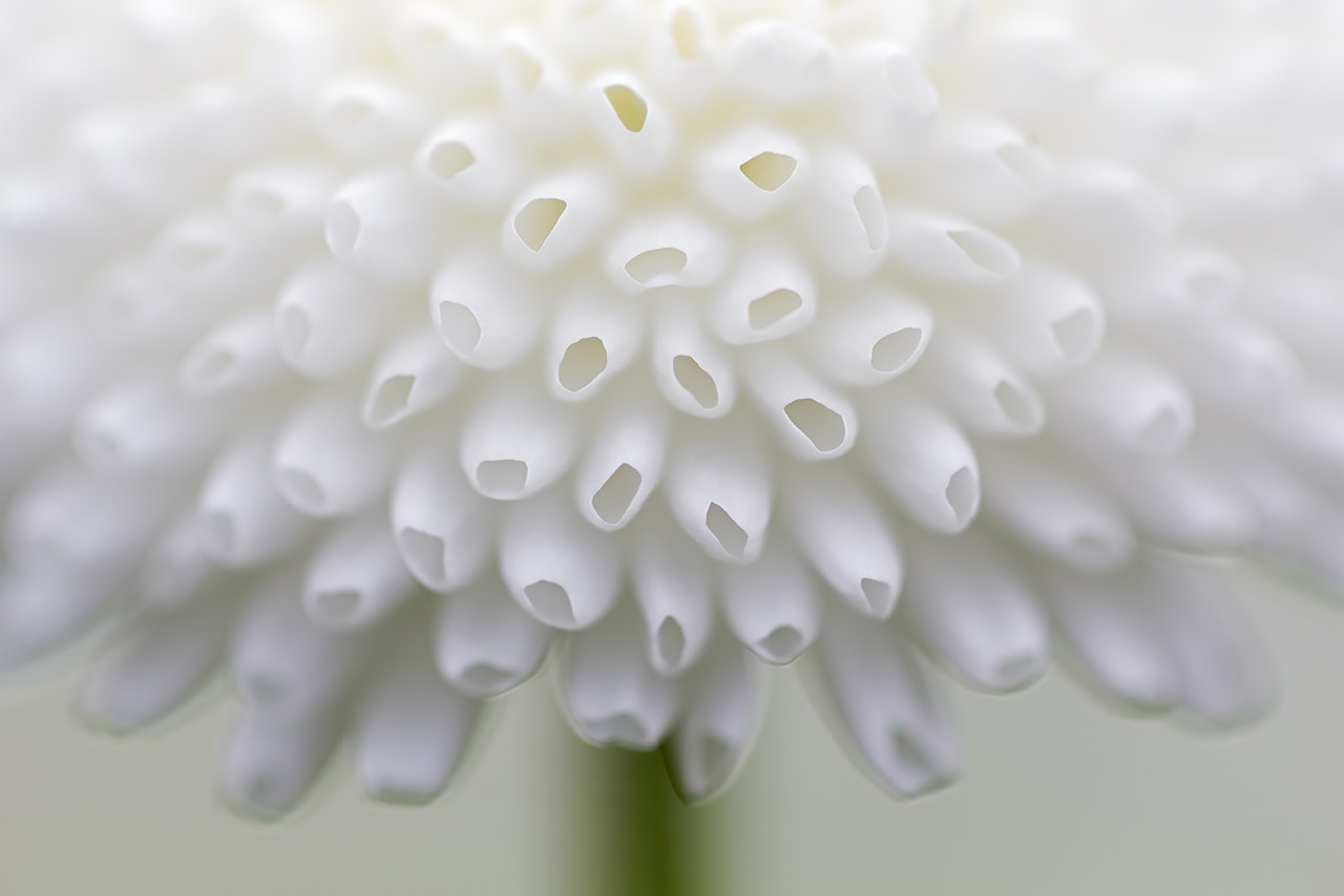 Canon EF 100mm F2.8L Macro IS USM sample photo. Macro flower photography