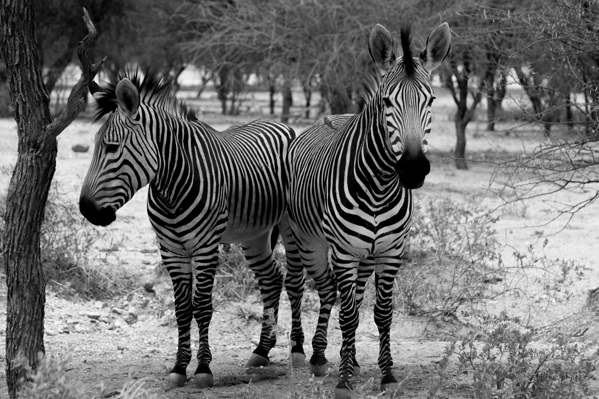 Nikon D7200 + Nikon AF-S Nikkor 70-300mm F4.5-5.6G VR sample photo. Zebra b&w photography