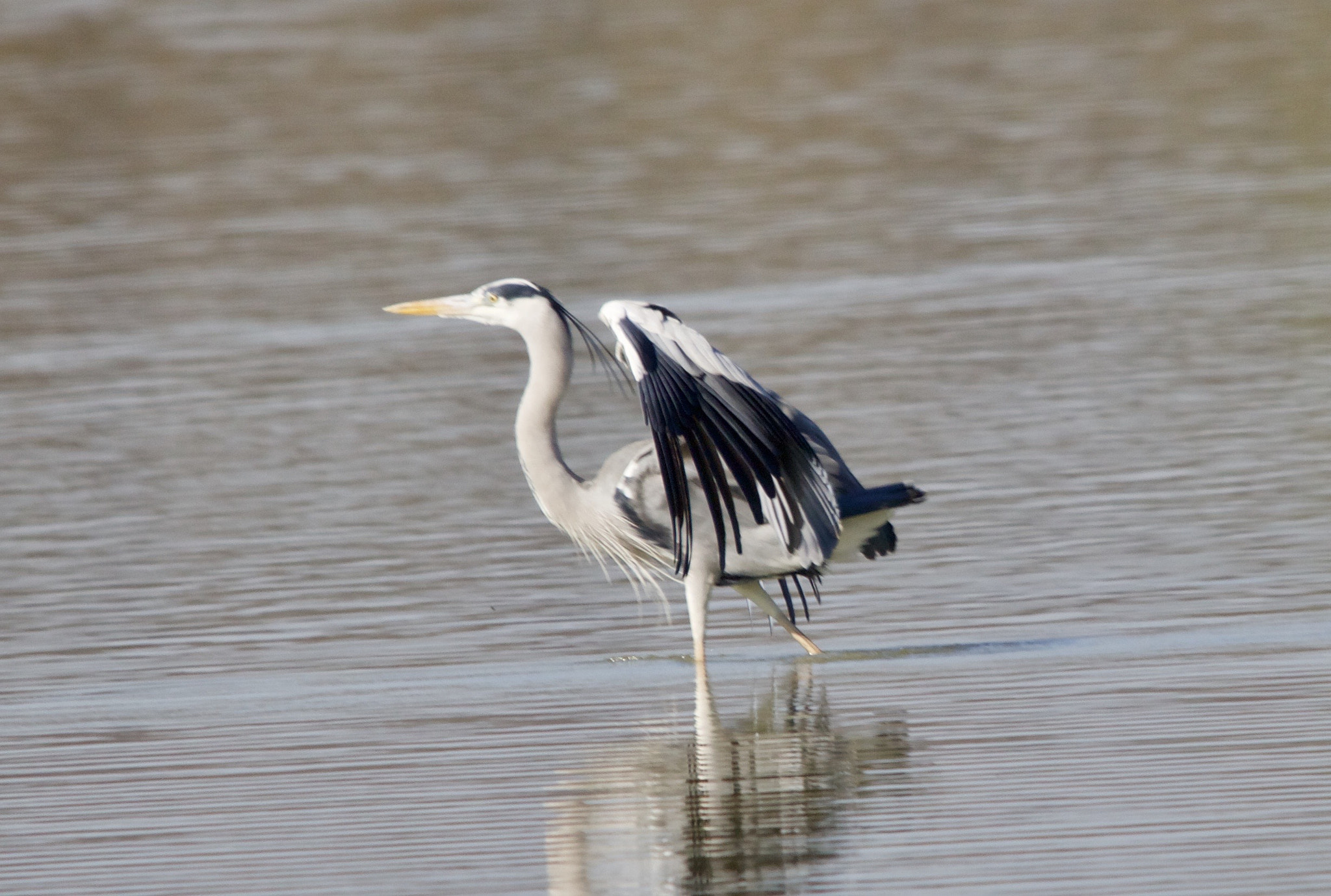 Sigma 150-500mm F5-6.3 DG OS HSM sample photo