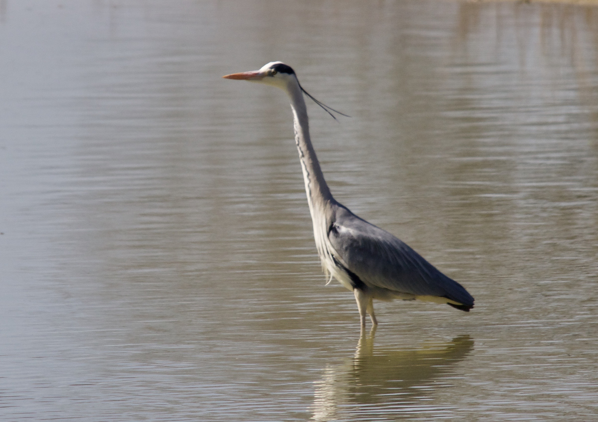 Sigma 150-500mm F5-6.3 DG OS HSM sample photo