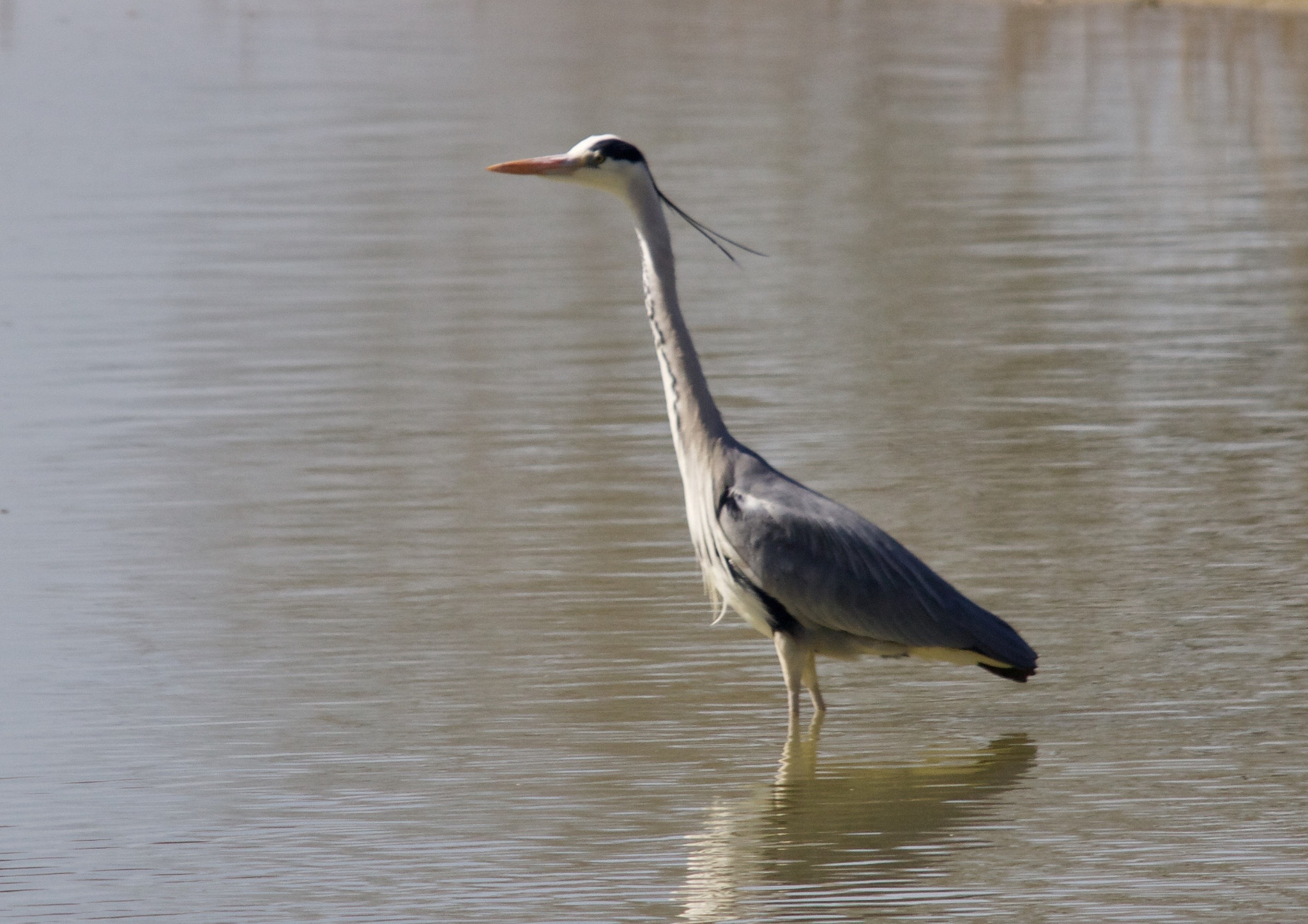 Canon EOS 70D + Sigma 150-500mm F5-6.3 DG OS HSM sample photo