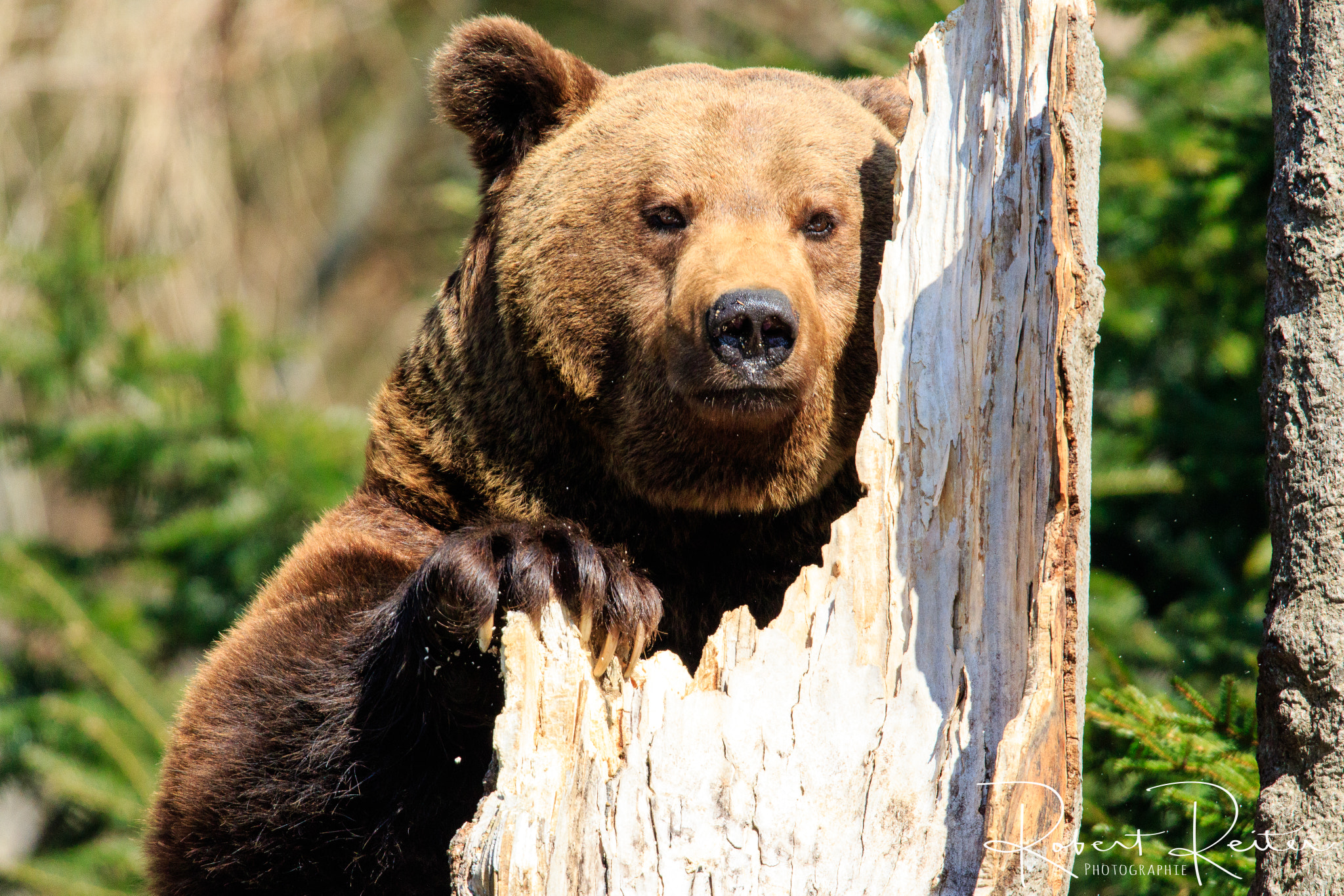 150-600mm F5-6.3 DG OS HSM | Sports 014 sample photo. Bear photography