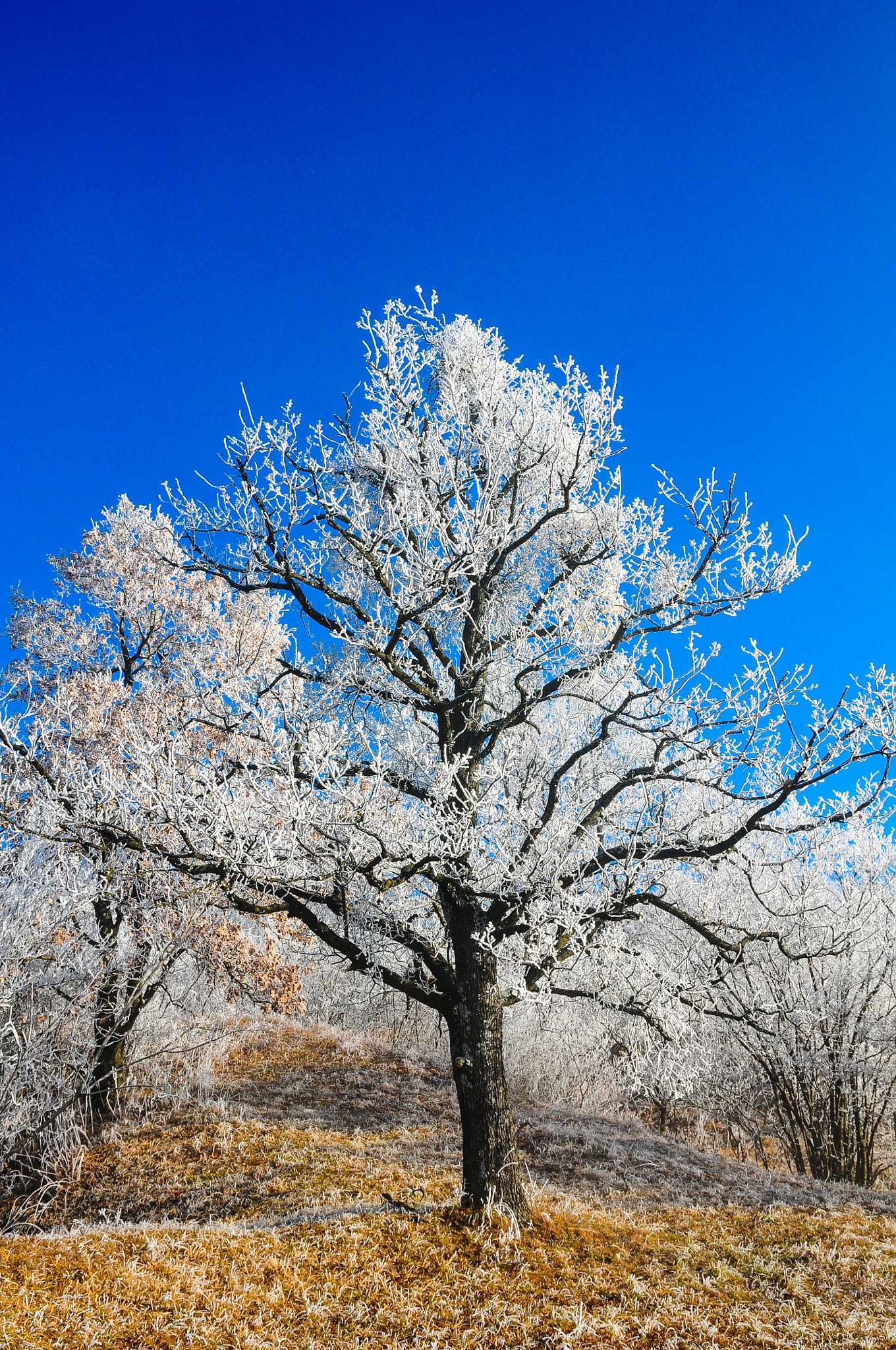 Nikon D300 + Sigma 17-50mm F2.8 EX DC OS HSM sample photo. Tree with hoarfrost photography