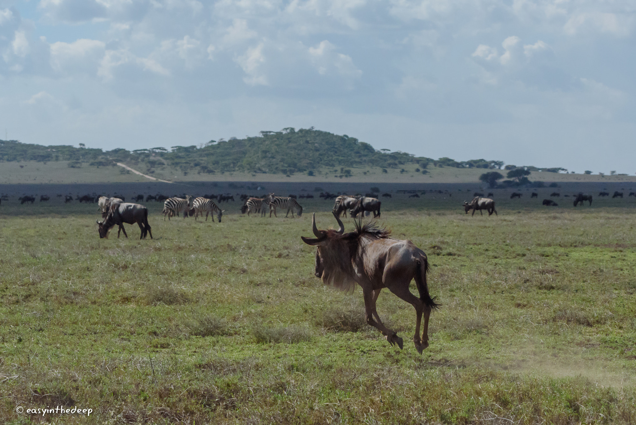 Nikon AF-S Nikkor 70-200mm F4G ED VR sample photo. Frolicking wildebeest. photography