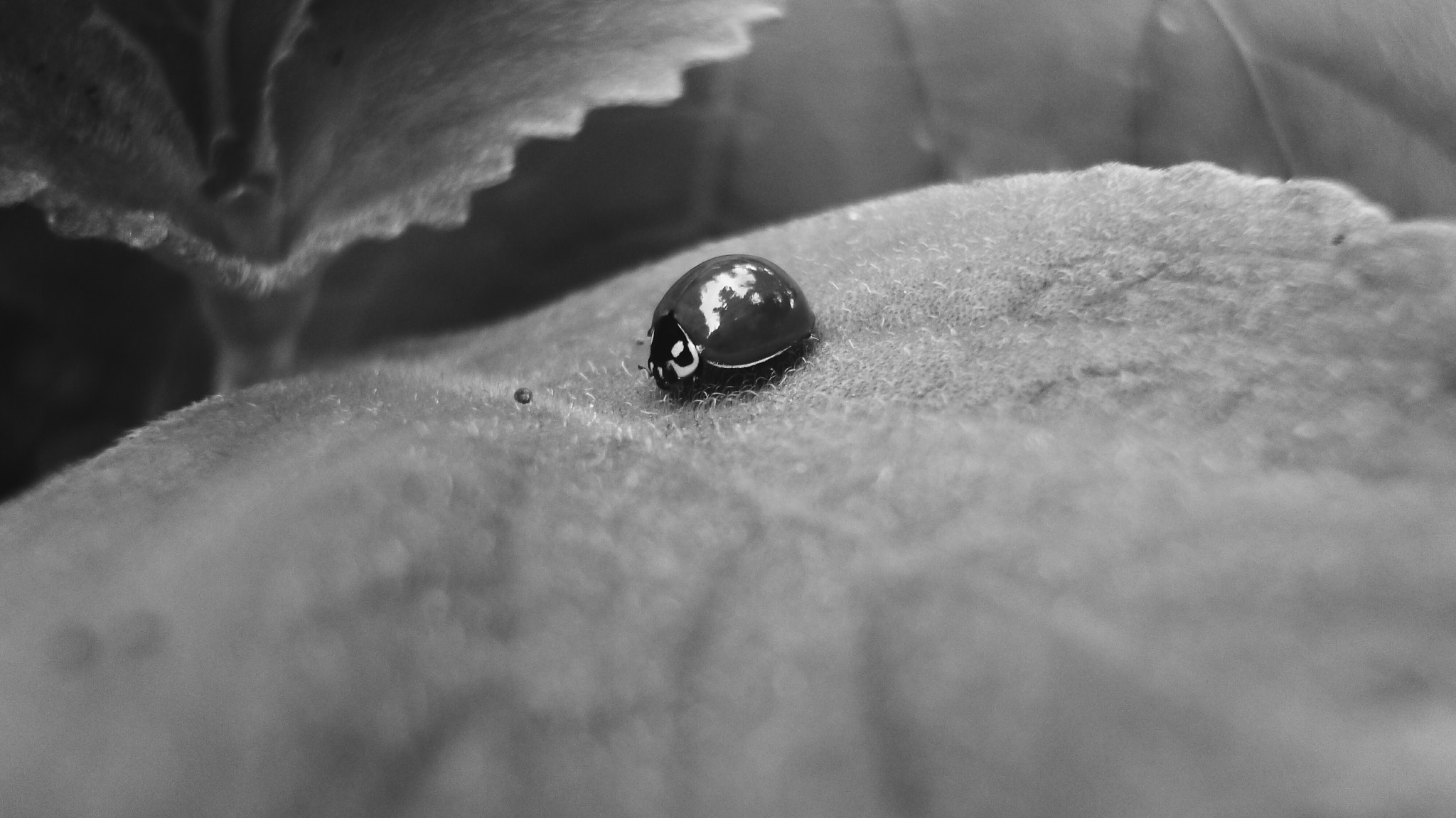 Panasonic DMC-FX80 sample photo. Ladybug photography