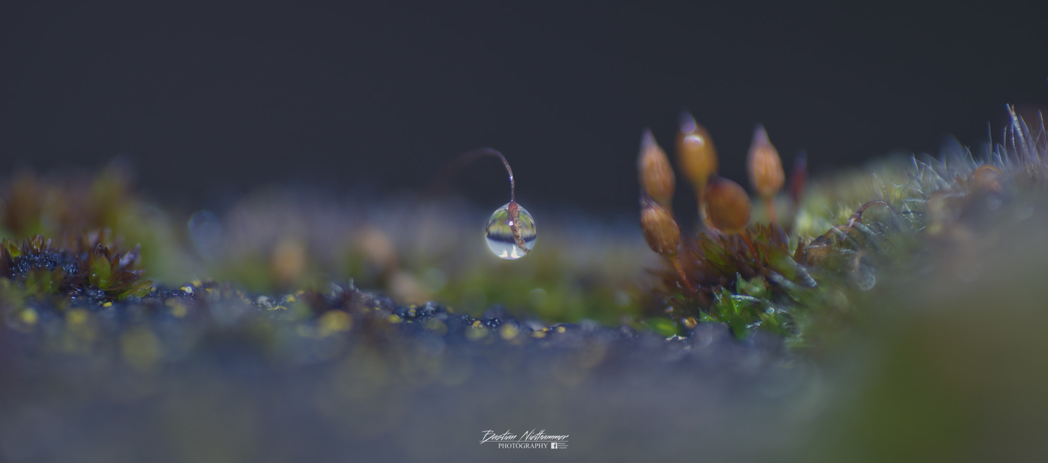 Sony a7 + Tokina EMZ M100 AF 100mm F3.5 sample photo. Drop world photography
