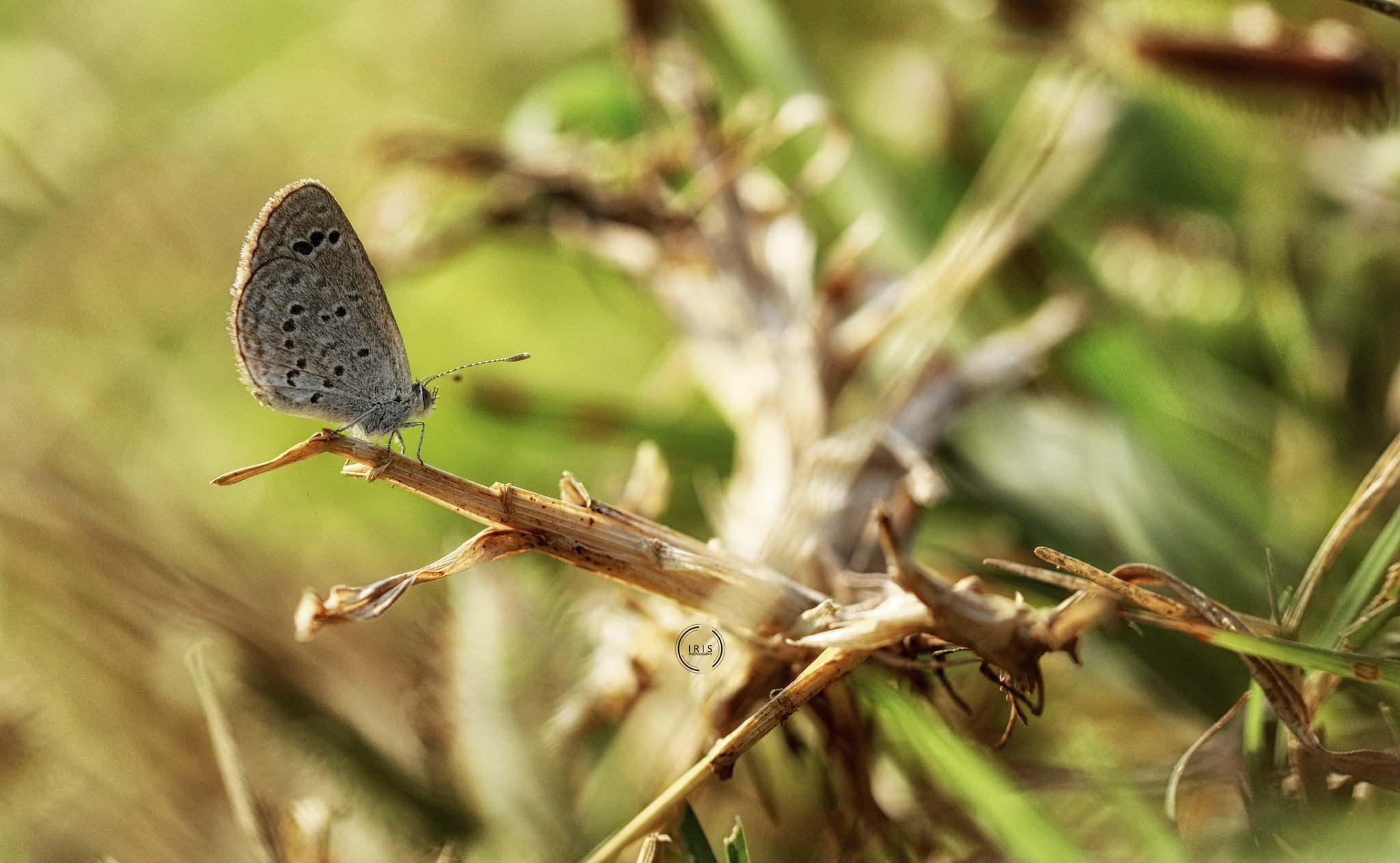 Canon EF 100mm F2.8L Macro IS USM sample photo. Butterfly photography