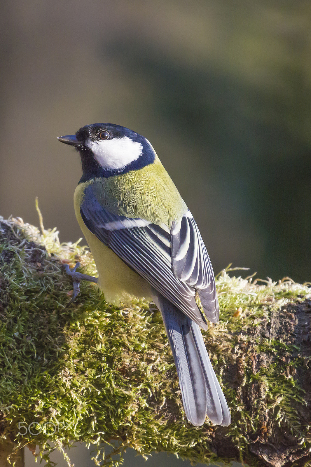 Canon EOS 550D (EOS Rebel T2i / EOS Kiss X4) + Canon EF 70-200mm F4L IS USM sample photo. Great tit photography