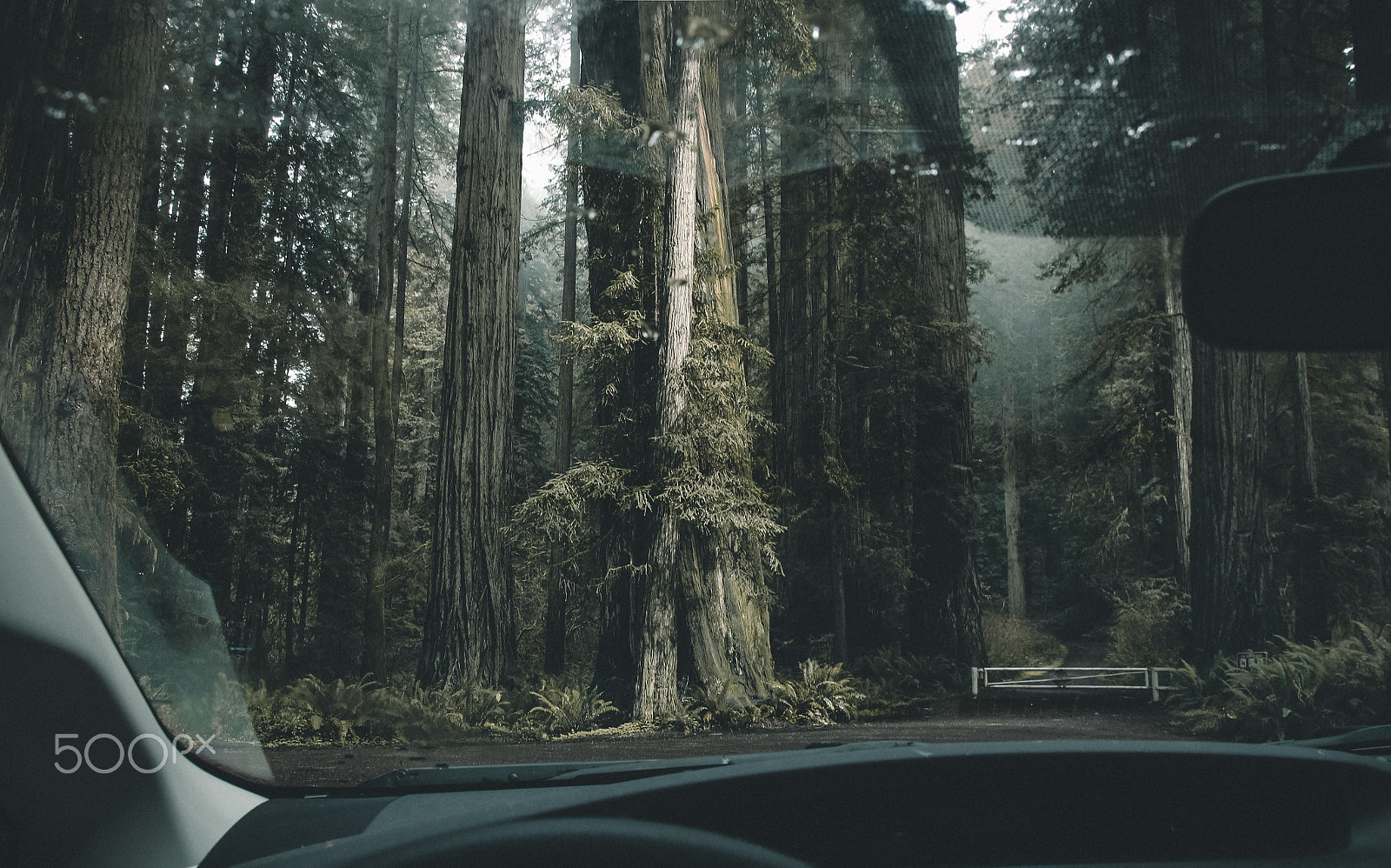 Canon EF 28-300mm F3.5-5.6L IS USM sample photo. Redwood morning photography