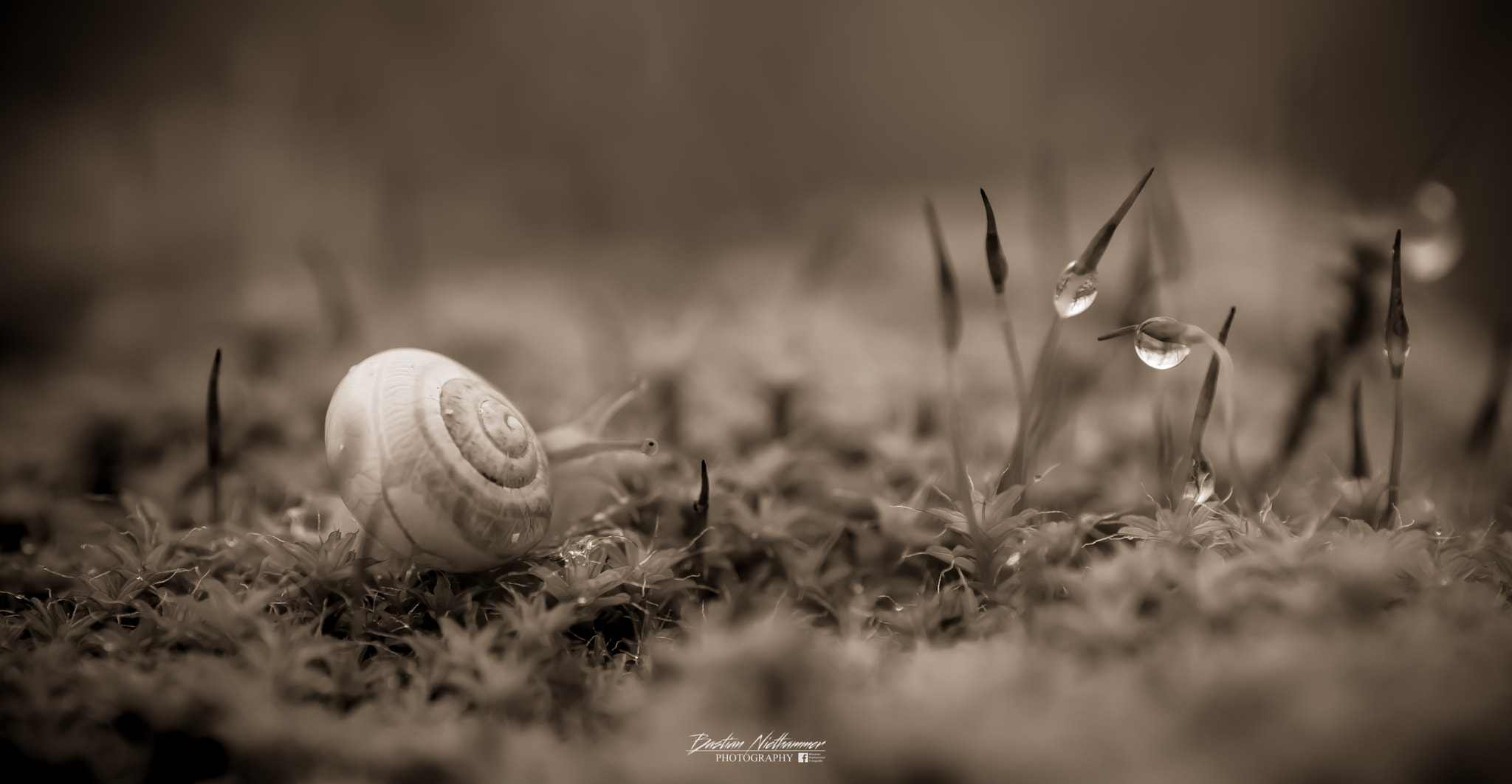 Sony a7 + Tokina EMZ M100 AF 100mm F3.5 sample photo. Drop world photography