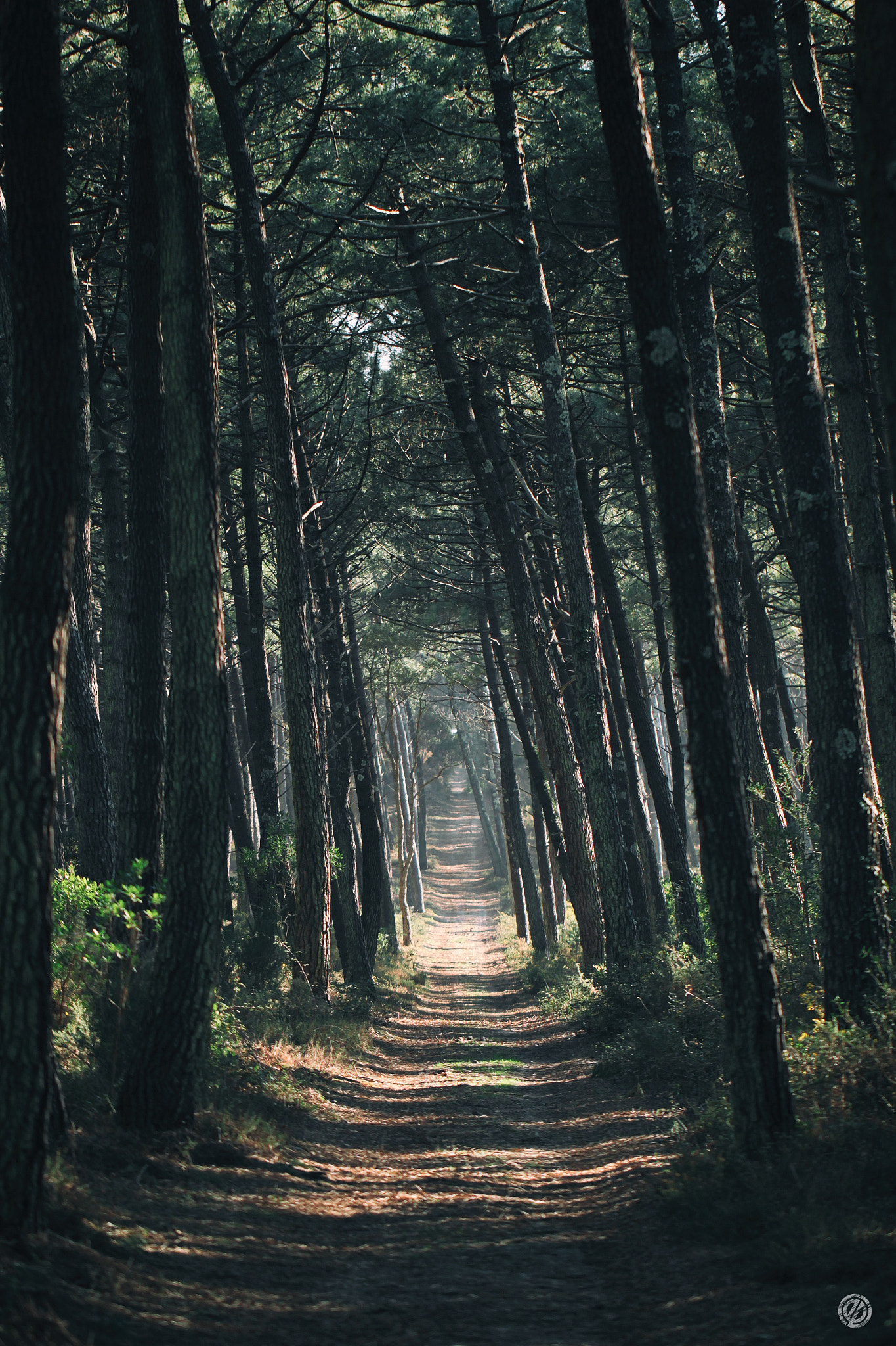 Canon EF 100mm F2.8L Macro IS USM sample photo. Forest photography