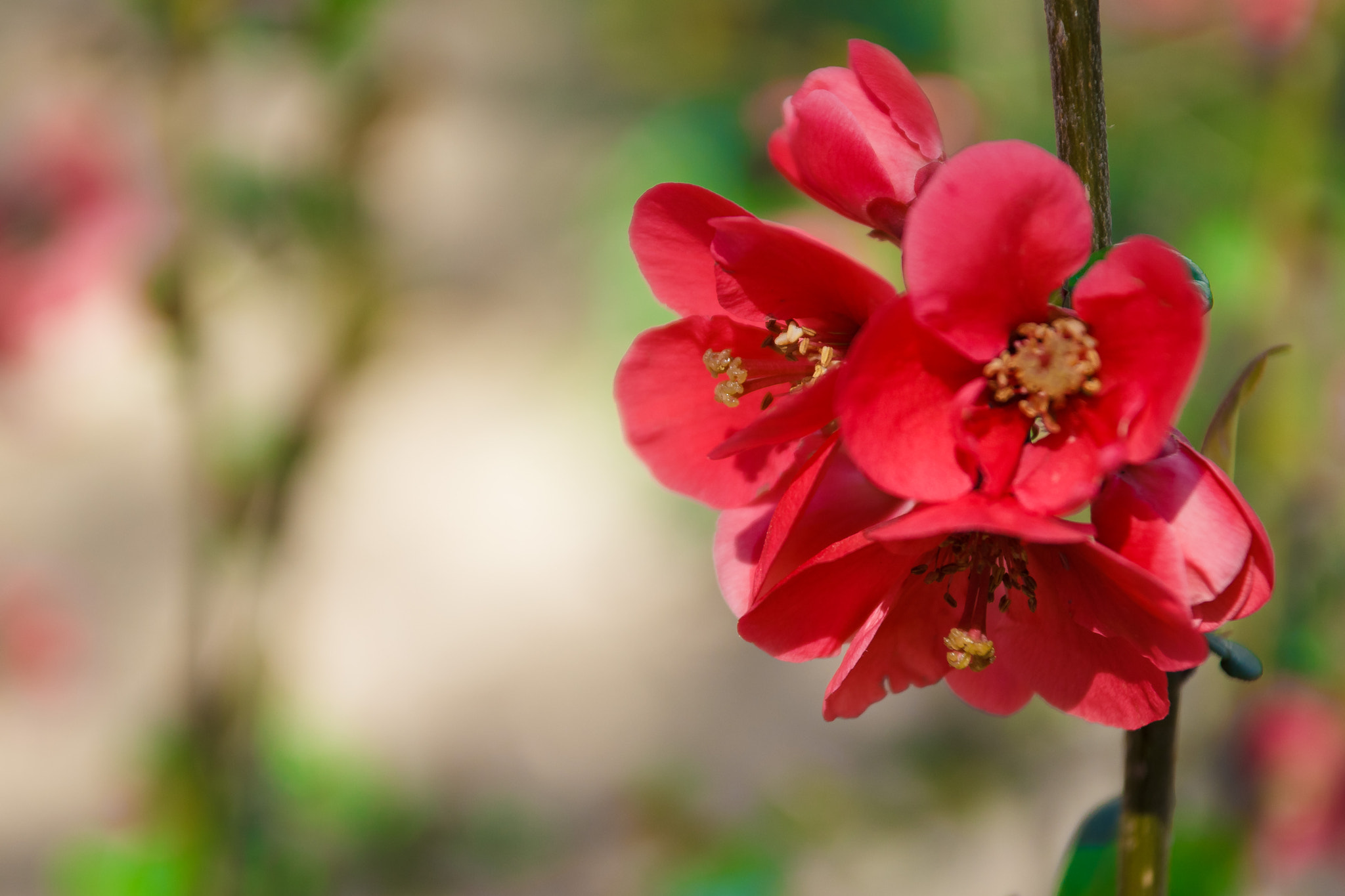 Canon EF-S 17-55mm F2.8 IS USM sample photo. Flowers photography