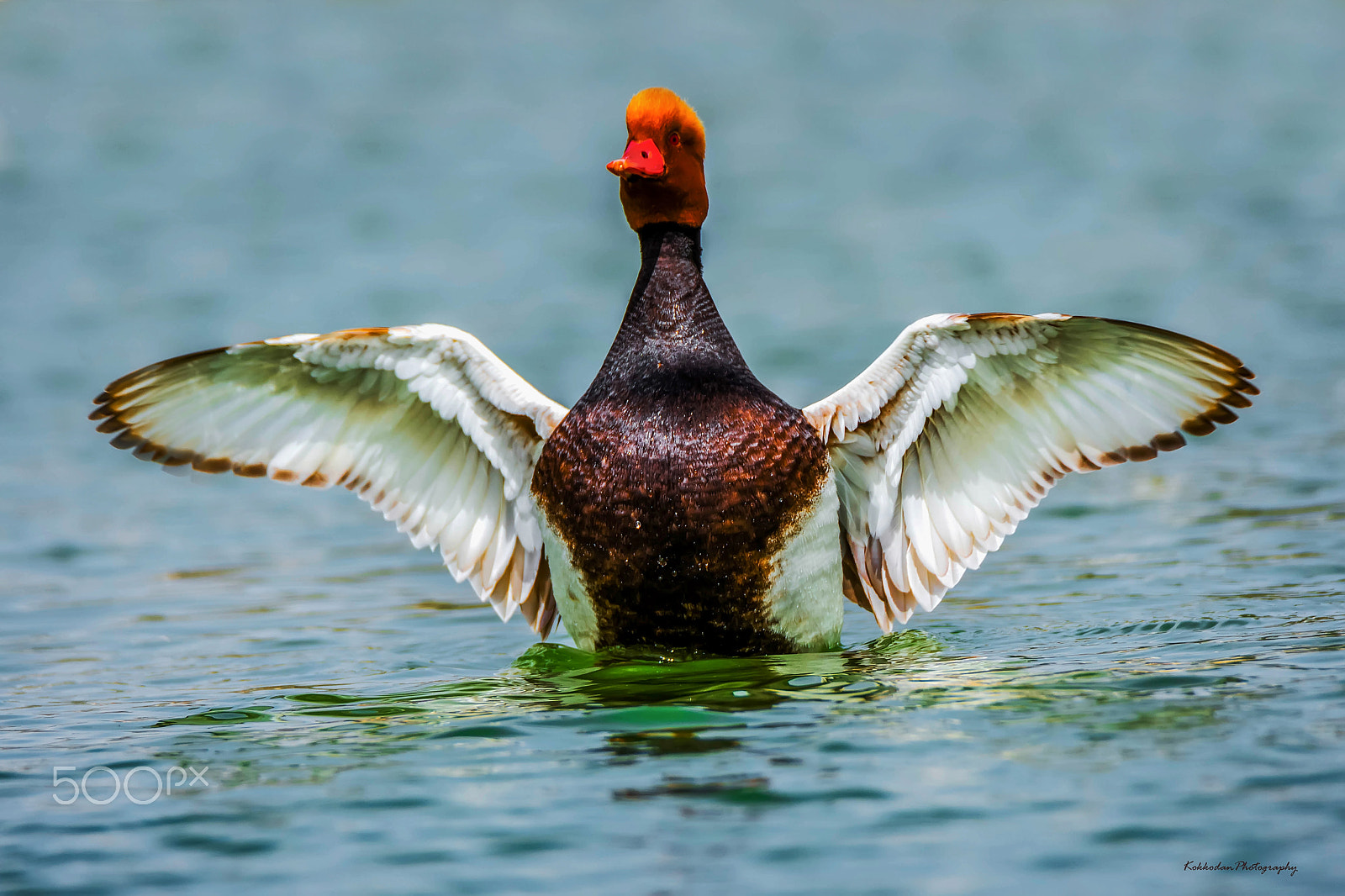 Nikon D7200 + Tamron SP 150-600mm F5-6.3 Di VC USD sample photo. Red crested pochard photography