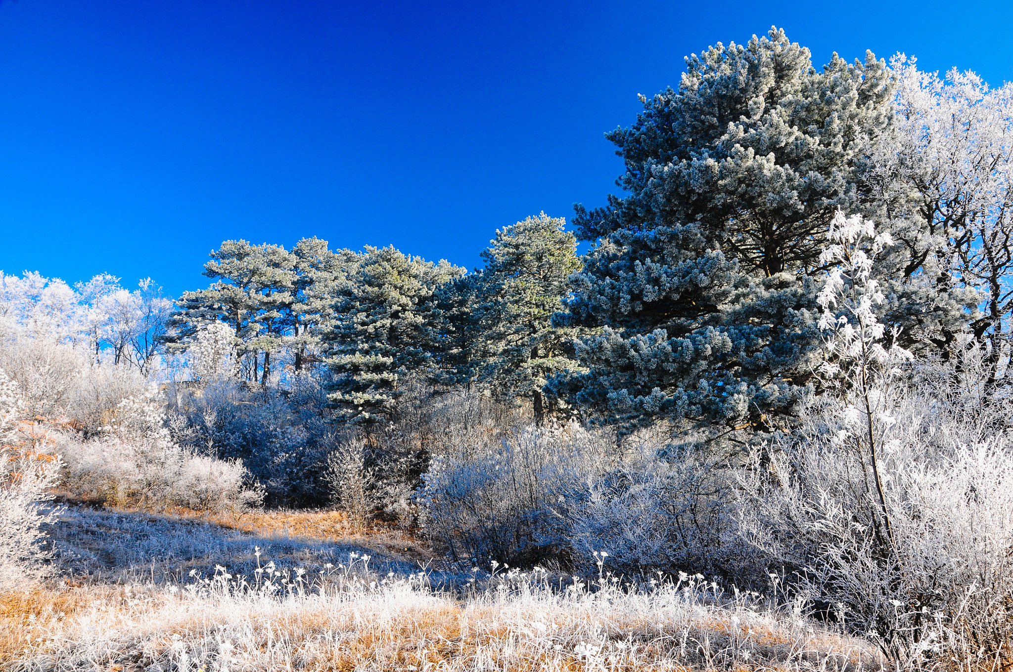 Nikon D300 + Sigma 17-50mm F2.8 EX DC OS HSM sample photo. Trees with hoarfrost photography