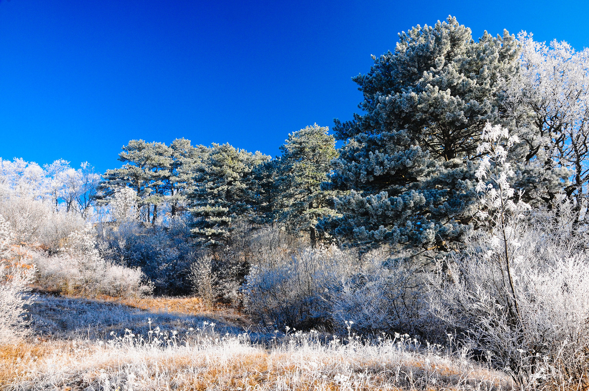 Sigma 17-50mm F2.8 EX DC OS HSM sample photo. Trees with hoarfrost photography