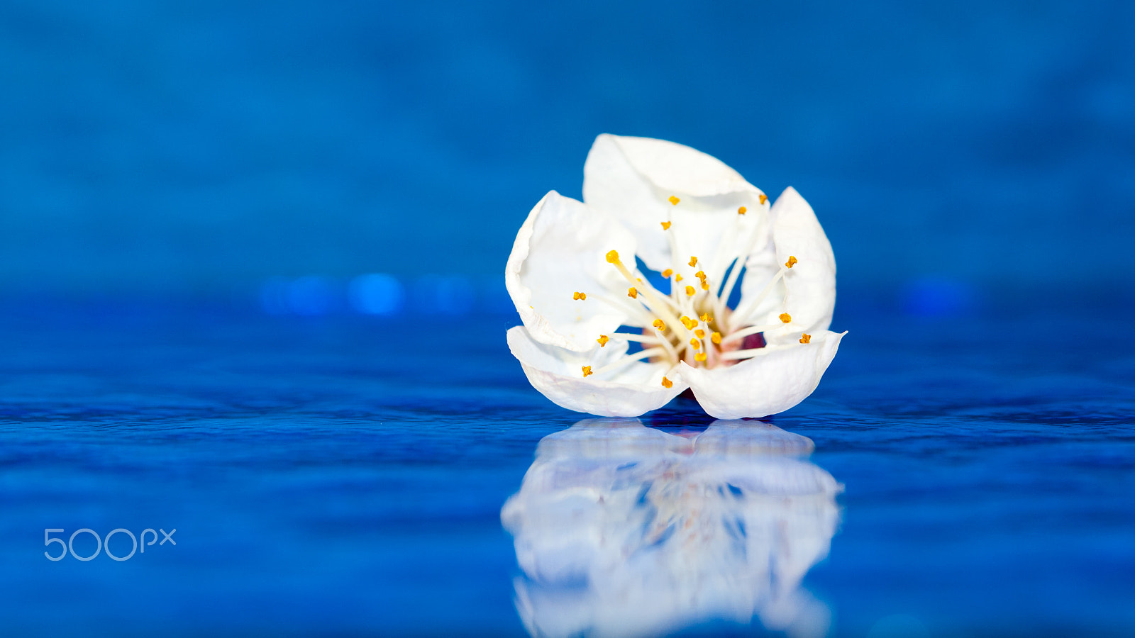 Nikon D300 + Nikon AF-S Micro-Nikkor 60mm F2.8G ED sample photo. Apricot flowers reflected 2 photography