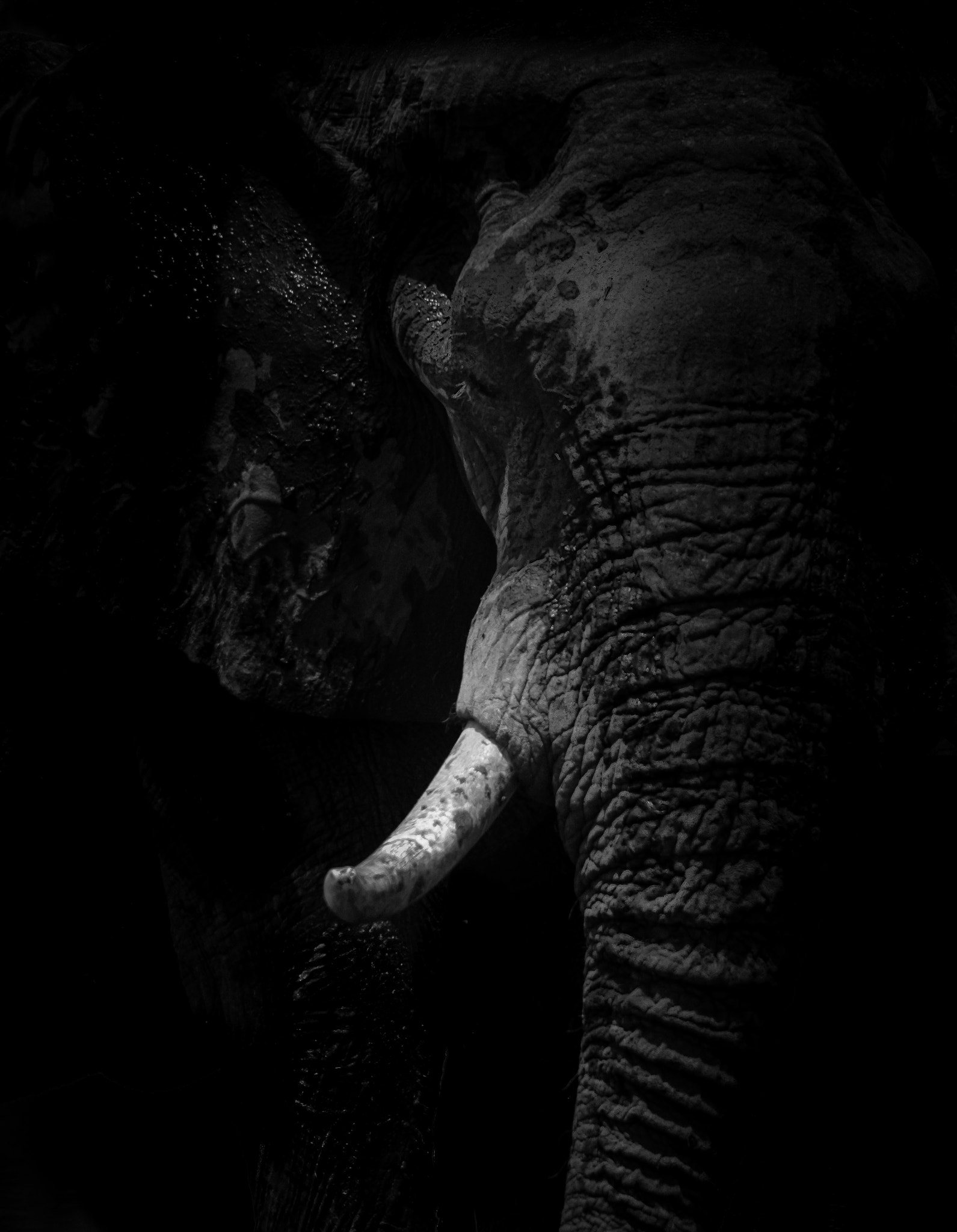 Nikon D800 sample photo. Elephant khwai river botswana photography
