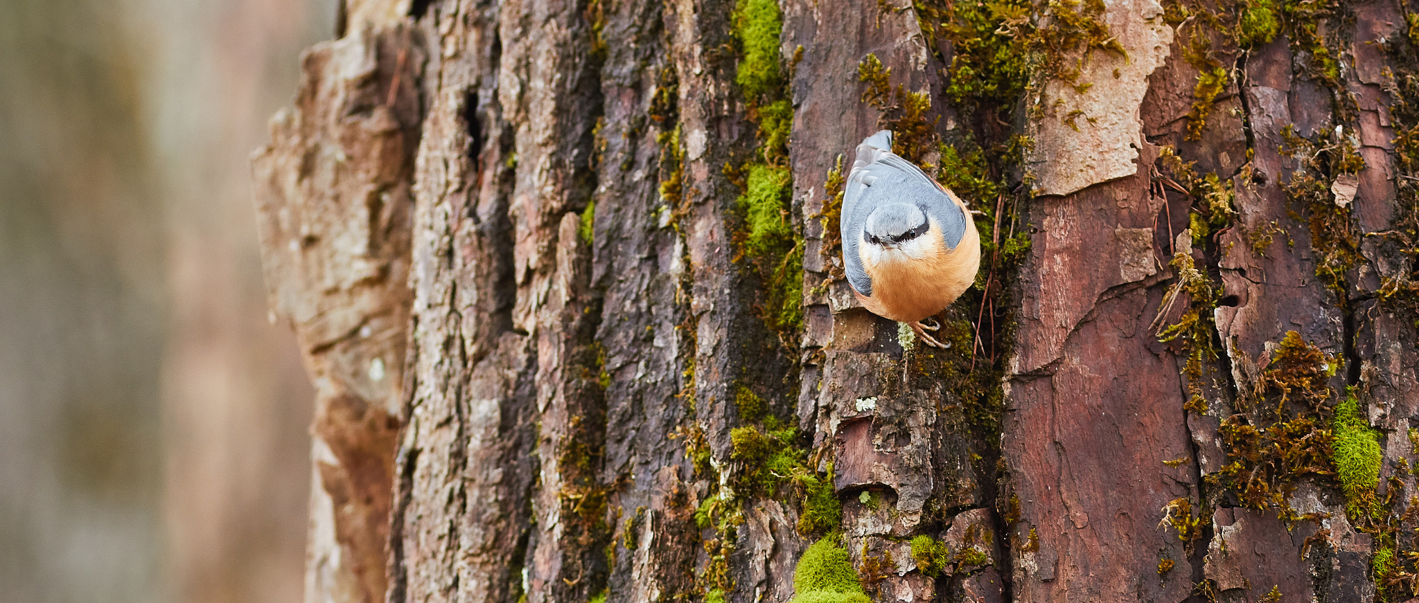 Canon EOS 7D Mark II + Canon EF 300mm F4L IS USM sample photo. Eurasian nuthatch photography