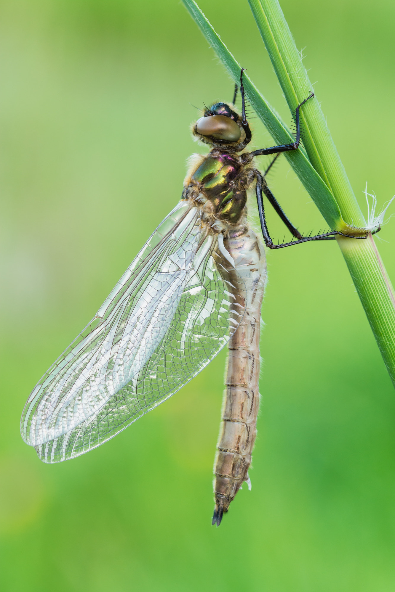 Sigma 105mm F2.8 EX DG OS HSM sample photo. Cordulia aenea photography
