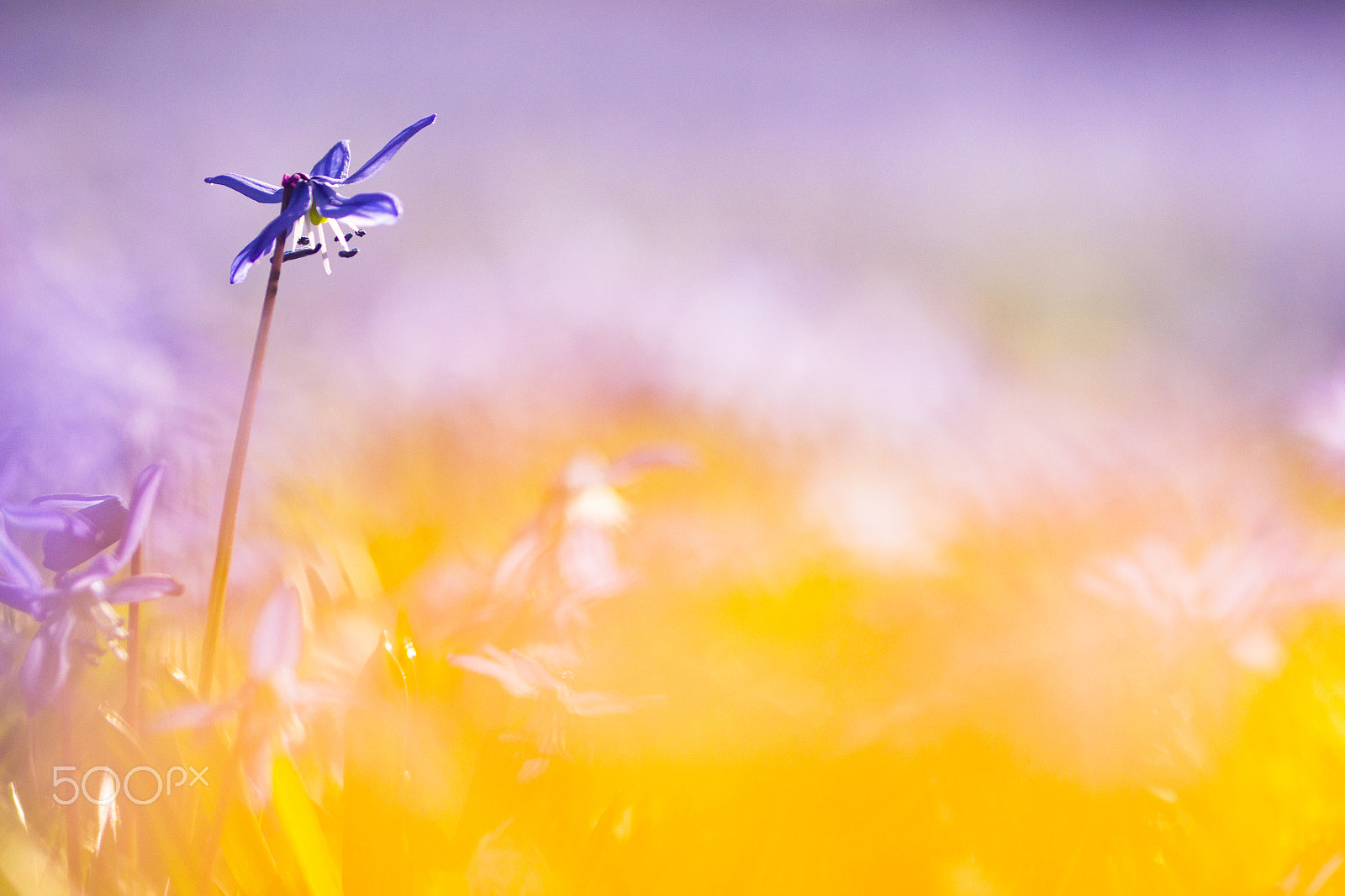 Sigma 105mm F2.8 EX DG OS HSM sample photo. Spring flowers photography
