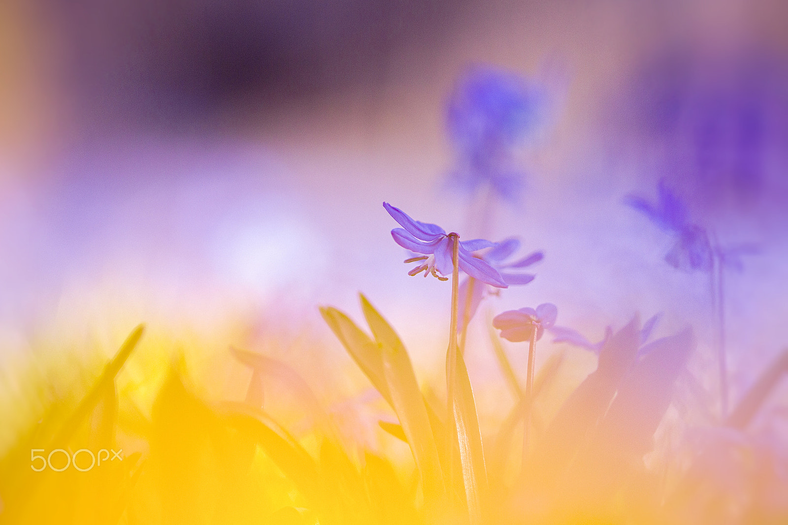 Sigma 105mm F2.8 EX DG OS HSM sample photo. Spring flowers photography