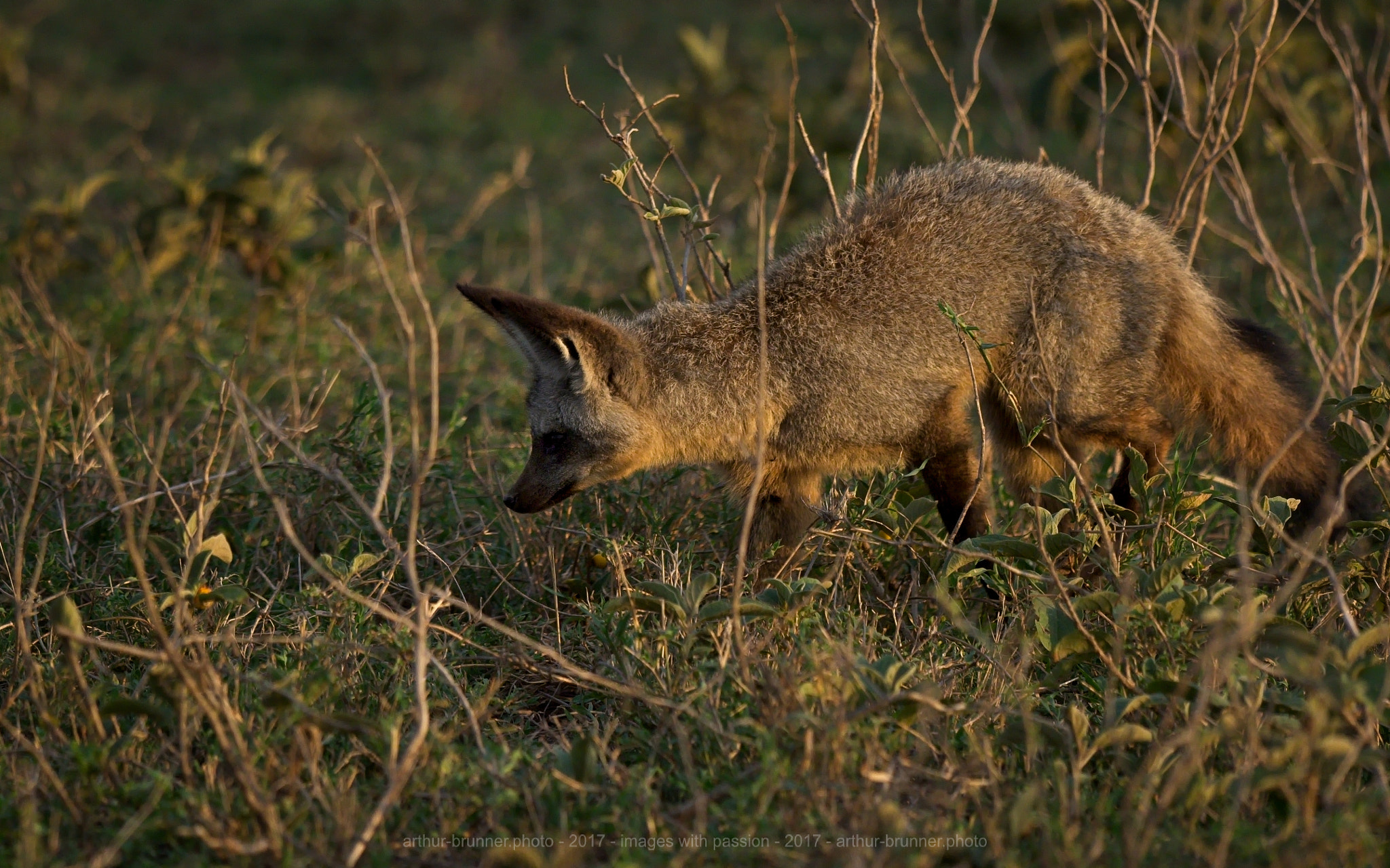 Olympus OM-D E-M1 Mark II + OLYMPUS M.300mm F4.0 sample photo. Löffelhund auf pirsch photography