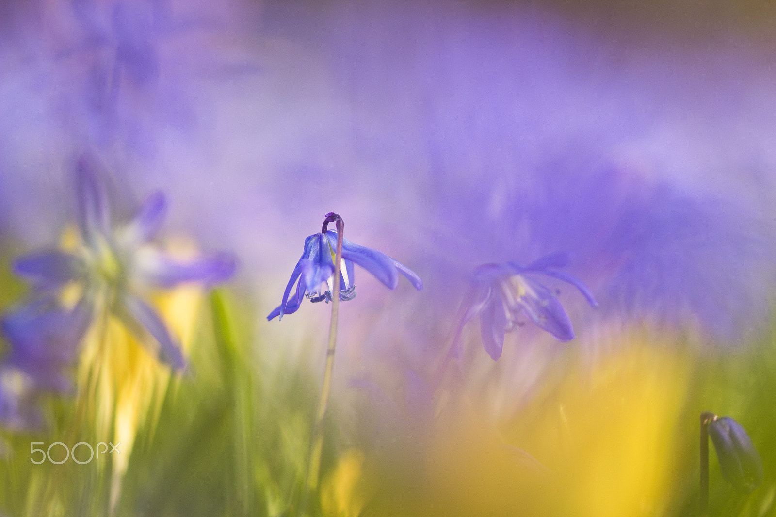 Sigma 105mm F2.8 EX DG OS HSM sample photo. Spring flowers photography