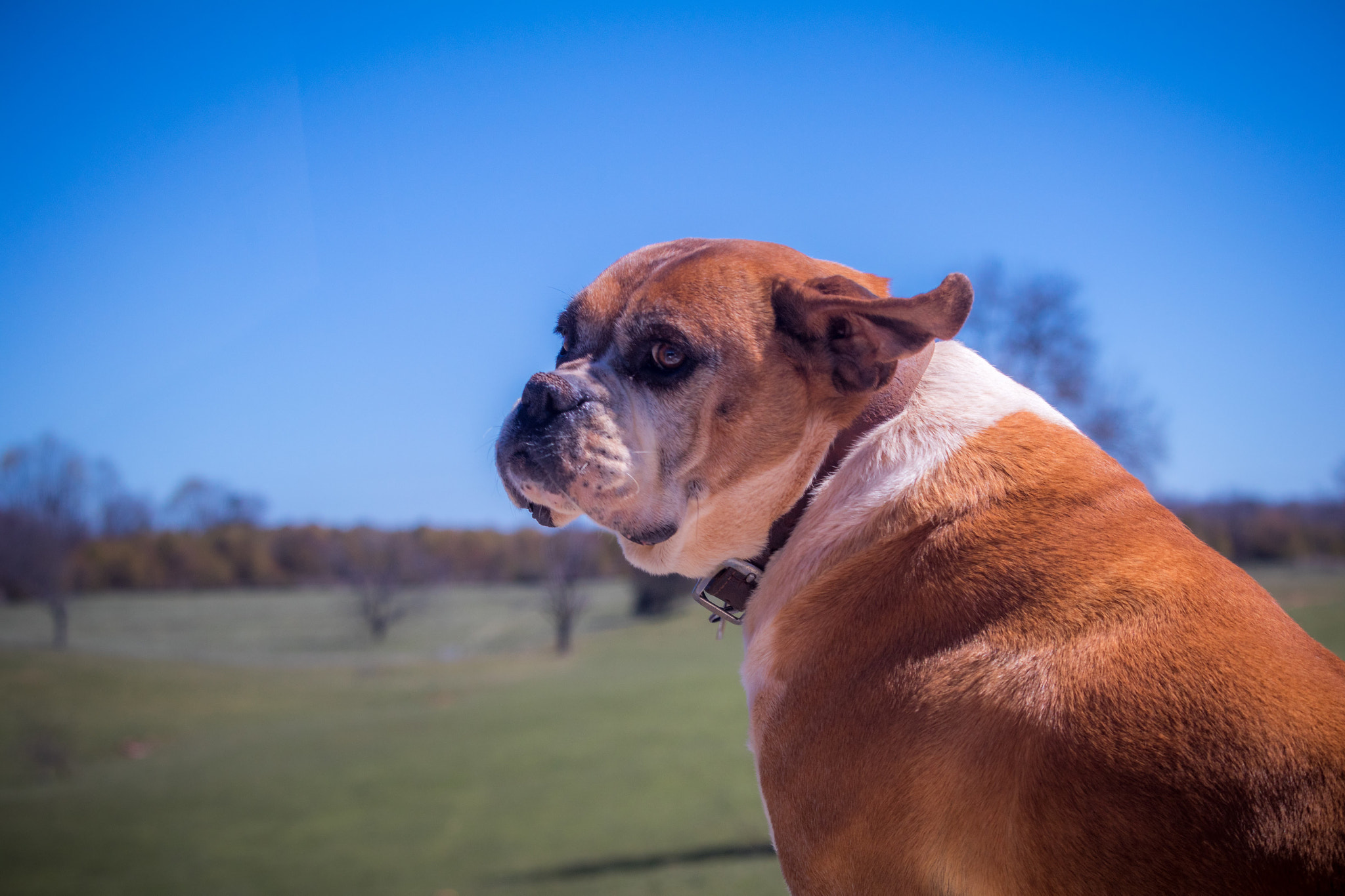 Canon EF-S 55-250mm F4-5.6 IS STM sample photo. Bulldog in the wind photography