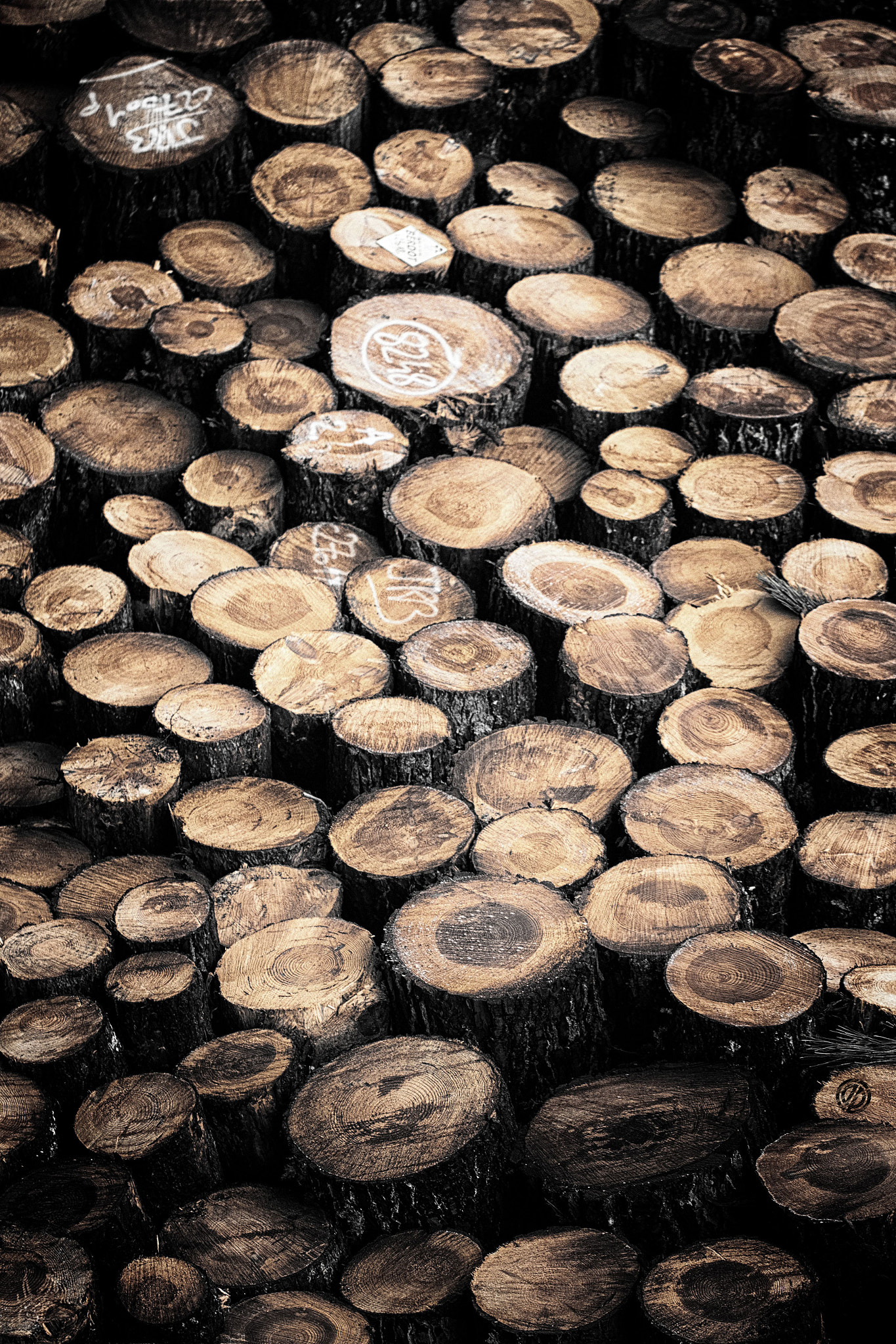 Canon EF 100mm F2.8L Macro IS USM sample photo. Wood photography