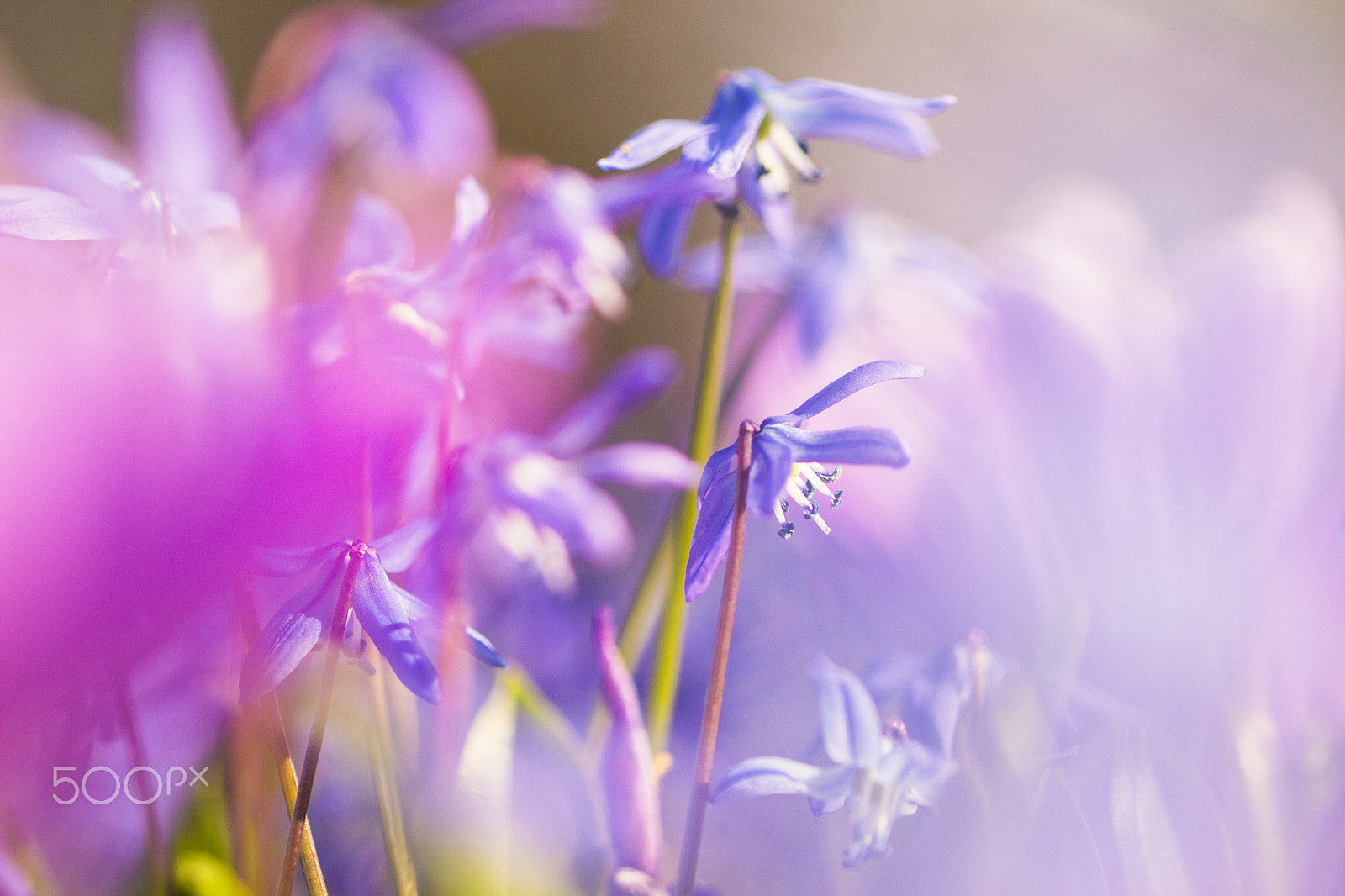 Canon EOS 600D (Rebel EOS T3i / EOS Kiss X5) + Sigma 105mm F2.8 EX DG OS HSM sample photo. Spring flowers photography