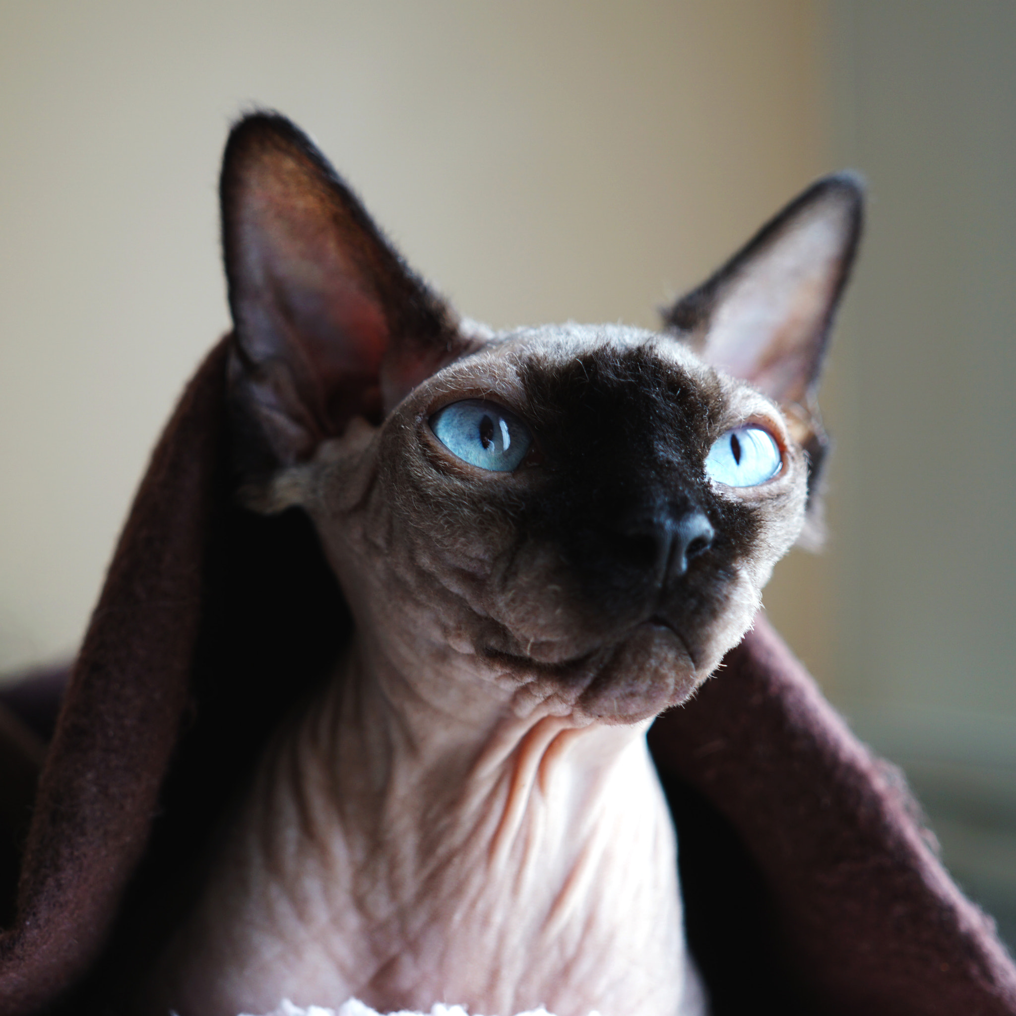 Sigma 30mm F2.8 EX DN sample photo. Master yoda photography