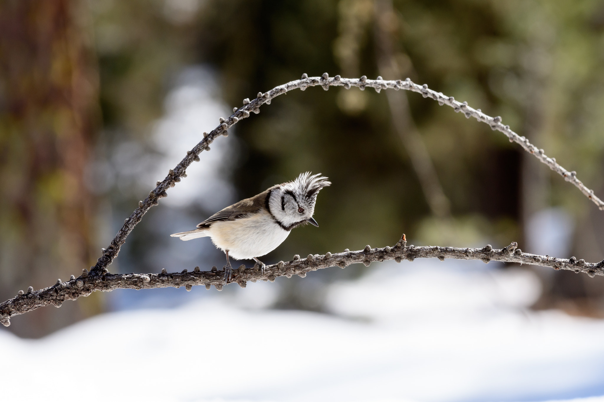 Nikon D500 sample photo. Parus cristatus (cincia dal ciuffo) photography