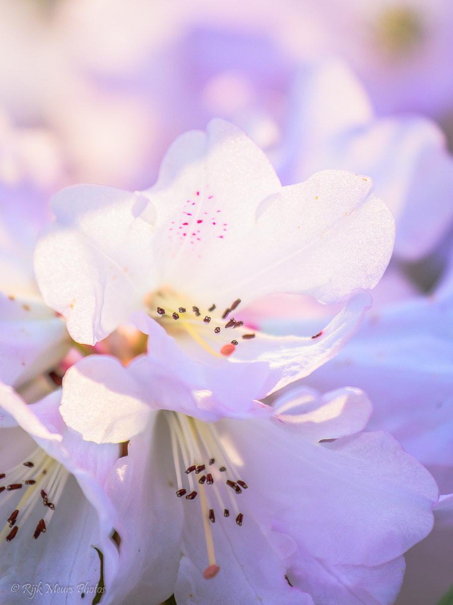 Nikon AF-S Nikkor 70-200mm F4G ED VR sample photo. Spring time photography