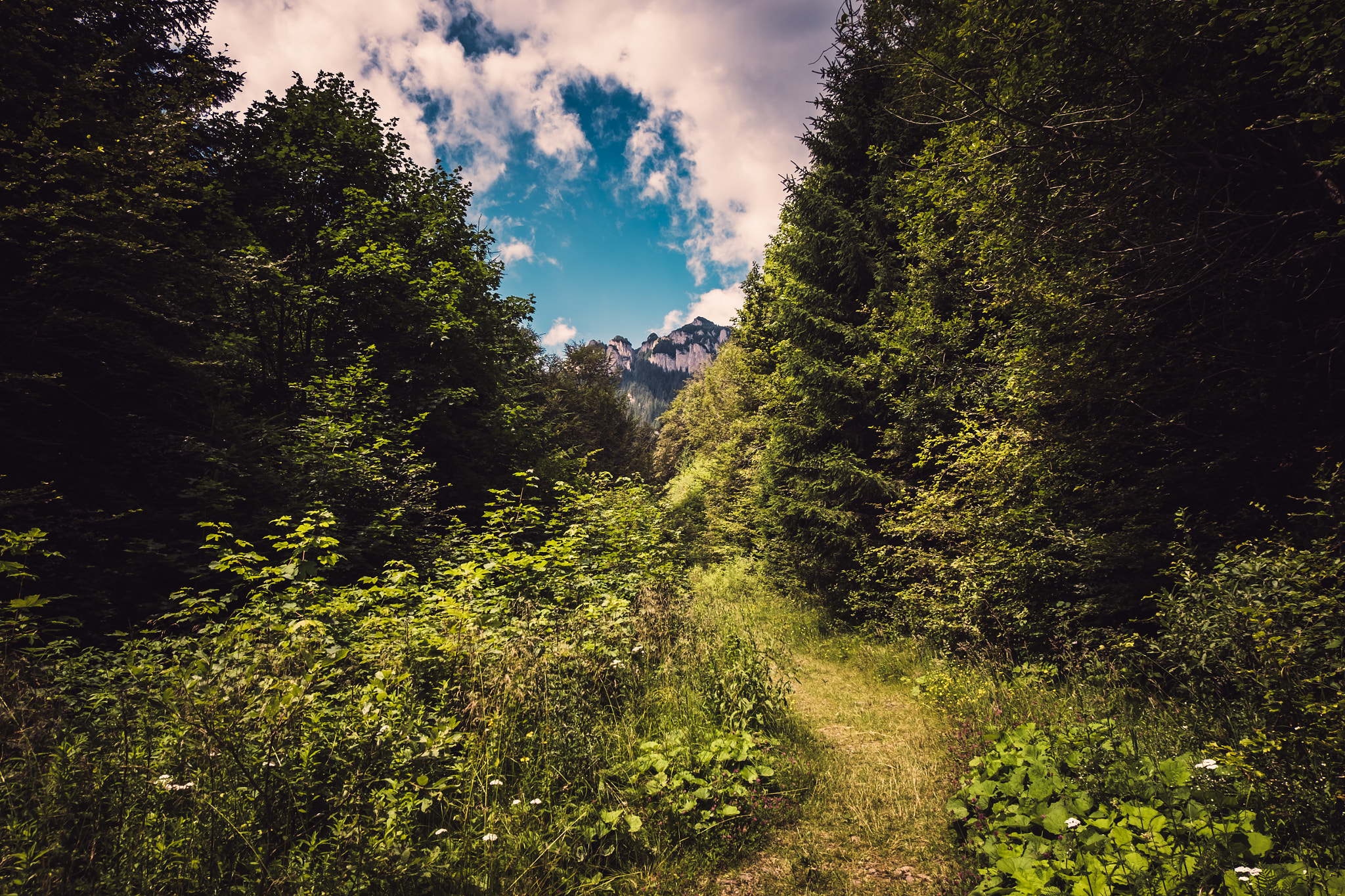 Fujifilm XC 16-50mm F3.5-5.6 OIS II sample photo. The path photography