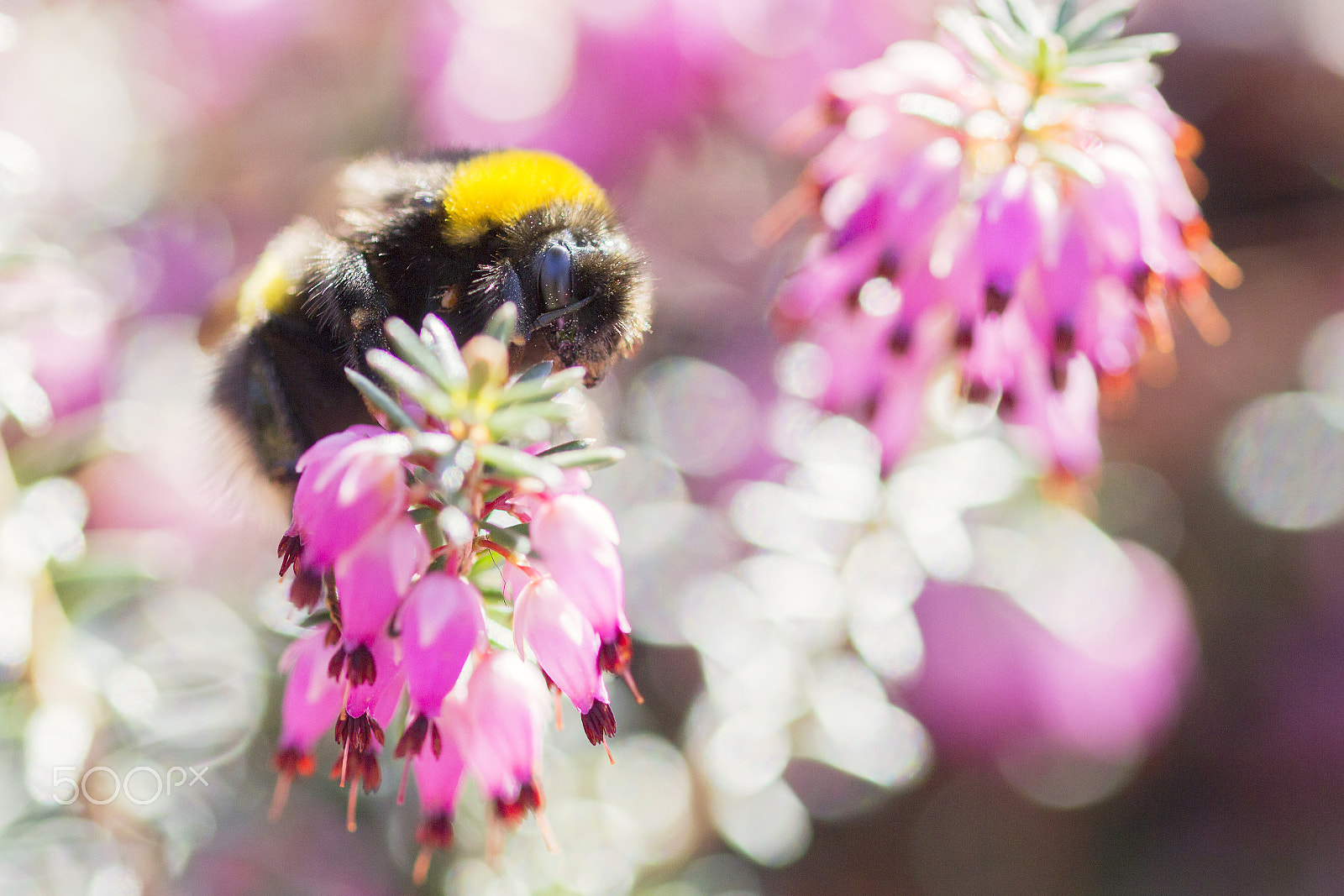 Canon EOS 600D (Rebel EOS T3i / EOS Kiss X5) + Sigma 105mm F2.8 EX DG OS HSM sample photo. The first bumblebee this year photography