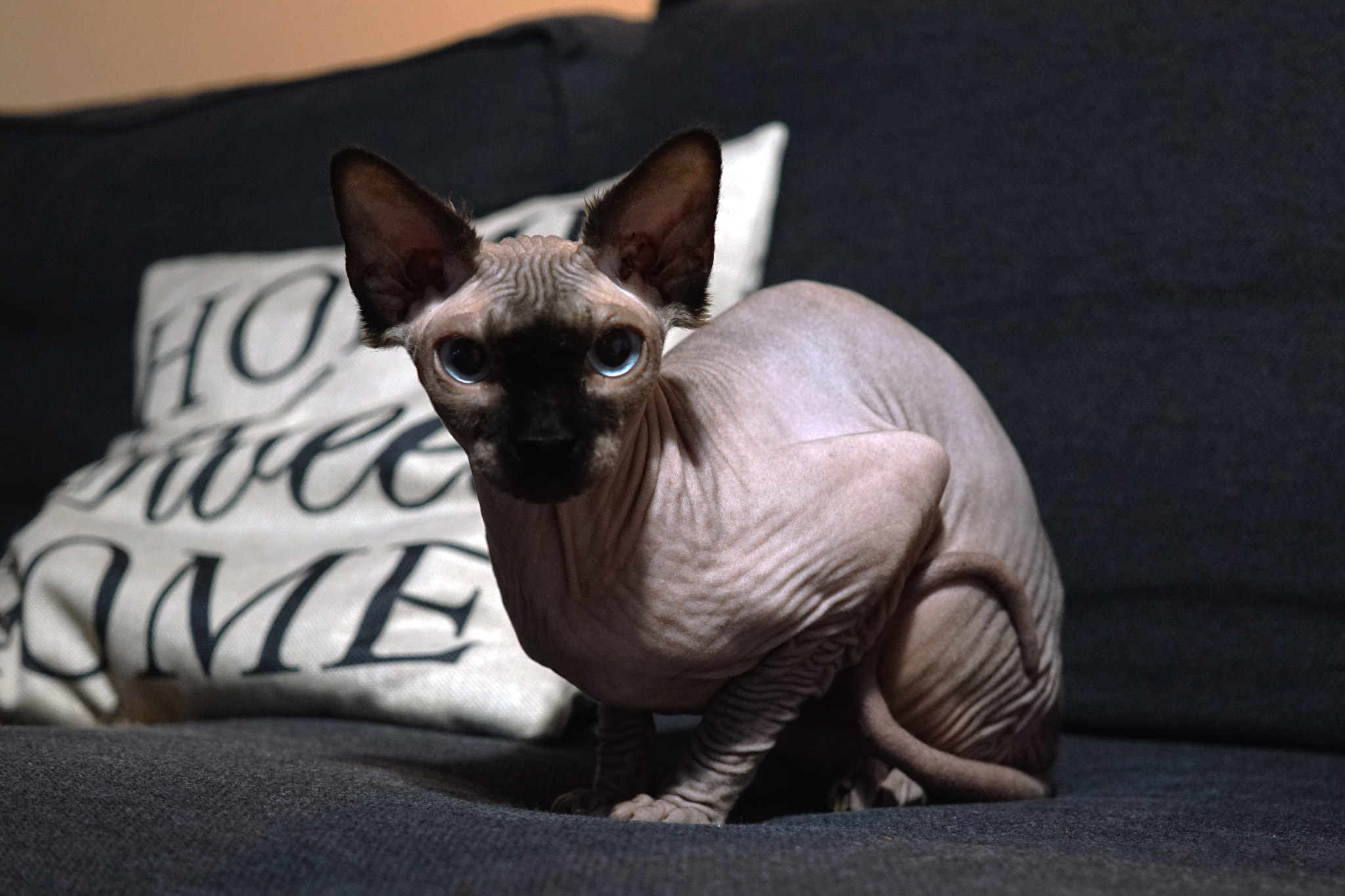 Sony a6000 + Sigma 30mm F2.8 EX DN sample photo. Sphynx photography