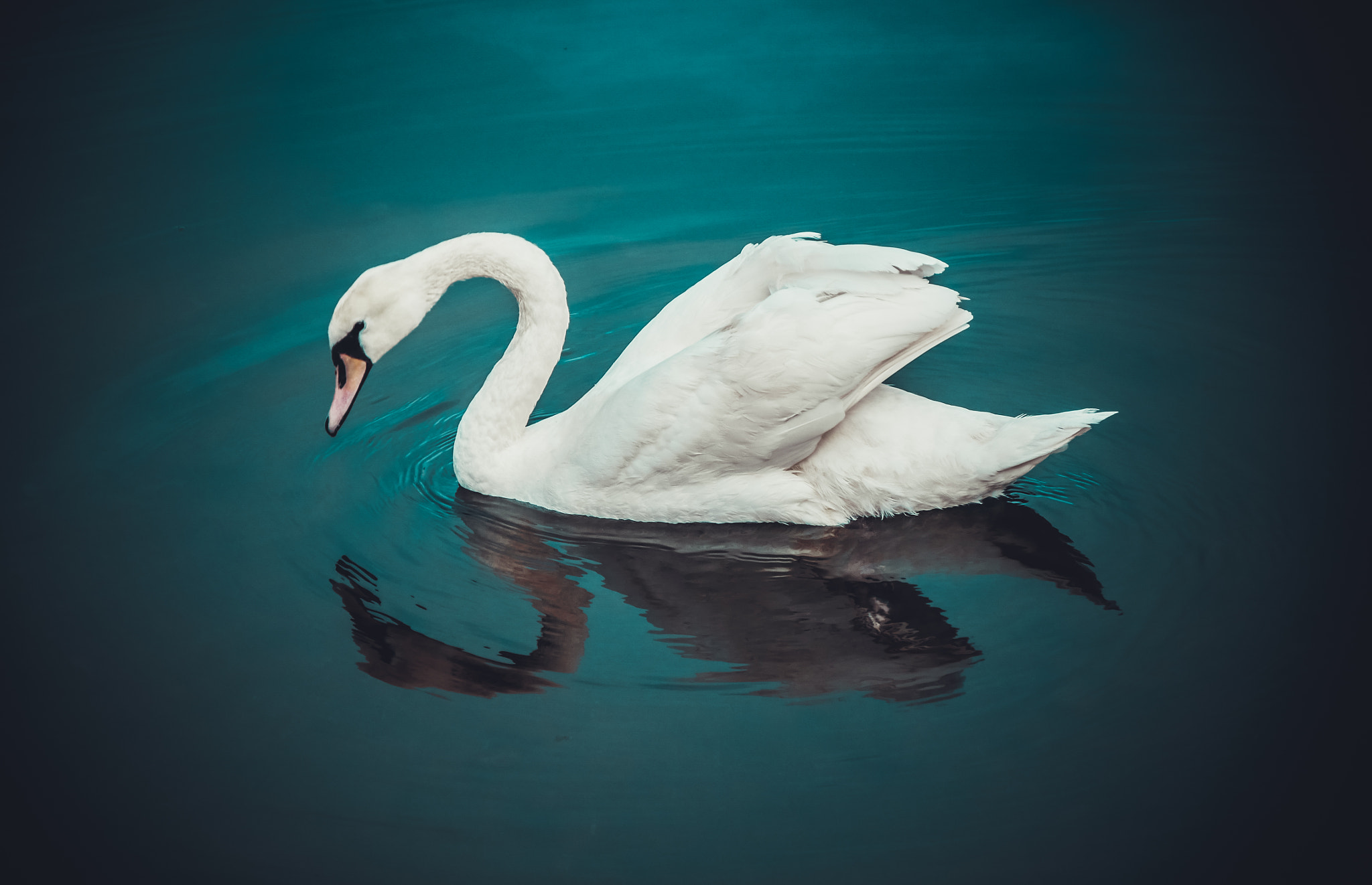 Panasonic Lumix DMC-G7 sample photo. Blue swan photography