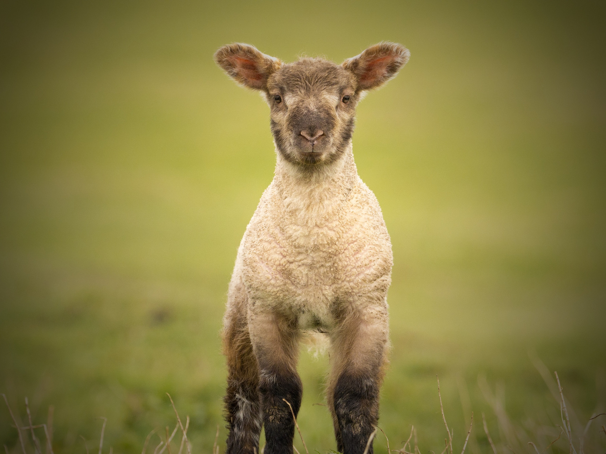 M.300mm F4.0 + MC-14 sample photo. Spring lamb! photography